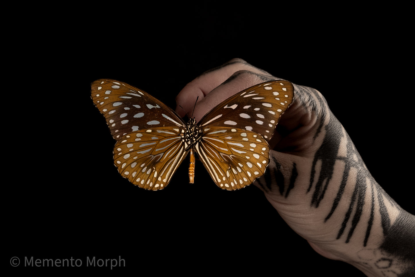Tirumala Septentrionis (Folded Wings)