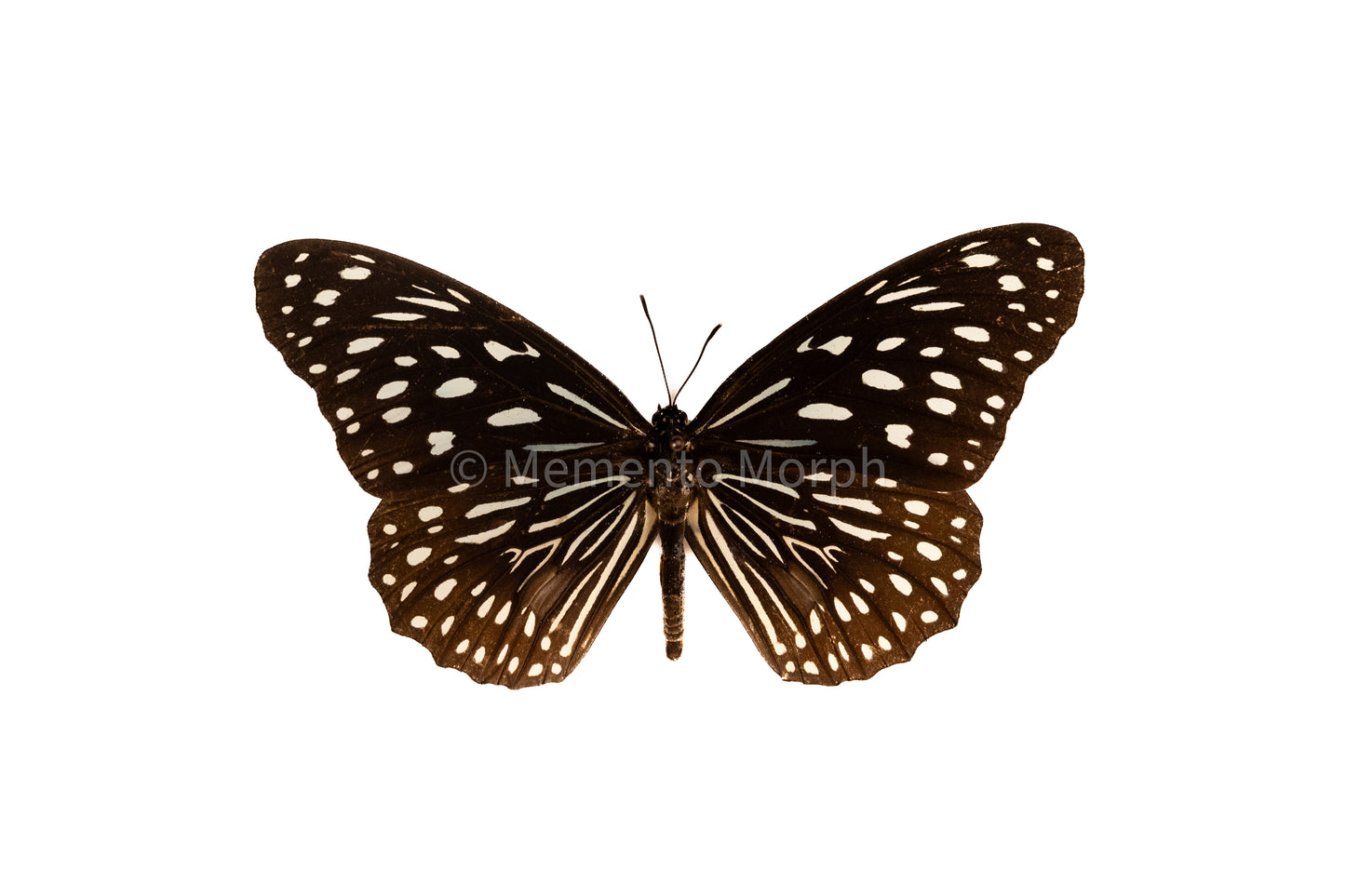Tirumala Septentrionis (Folded Wings)