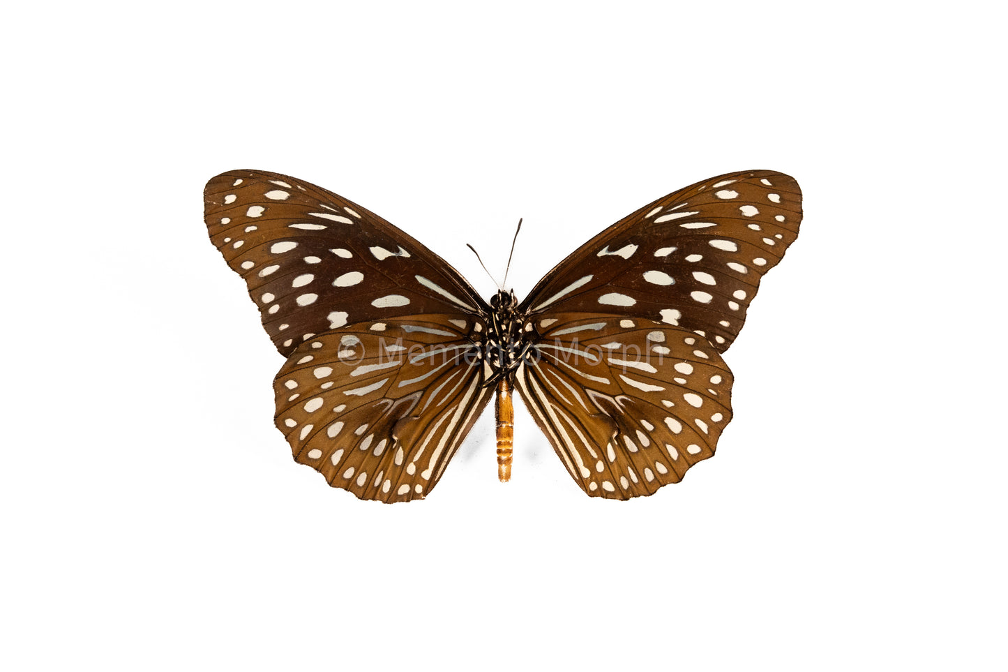 Tirumala Septentrionis (Folded Wings)