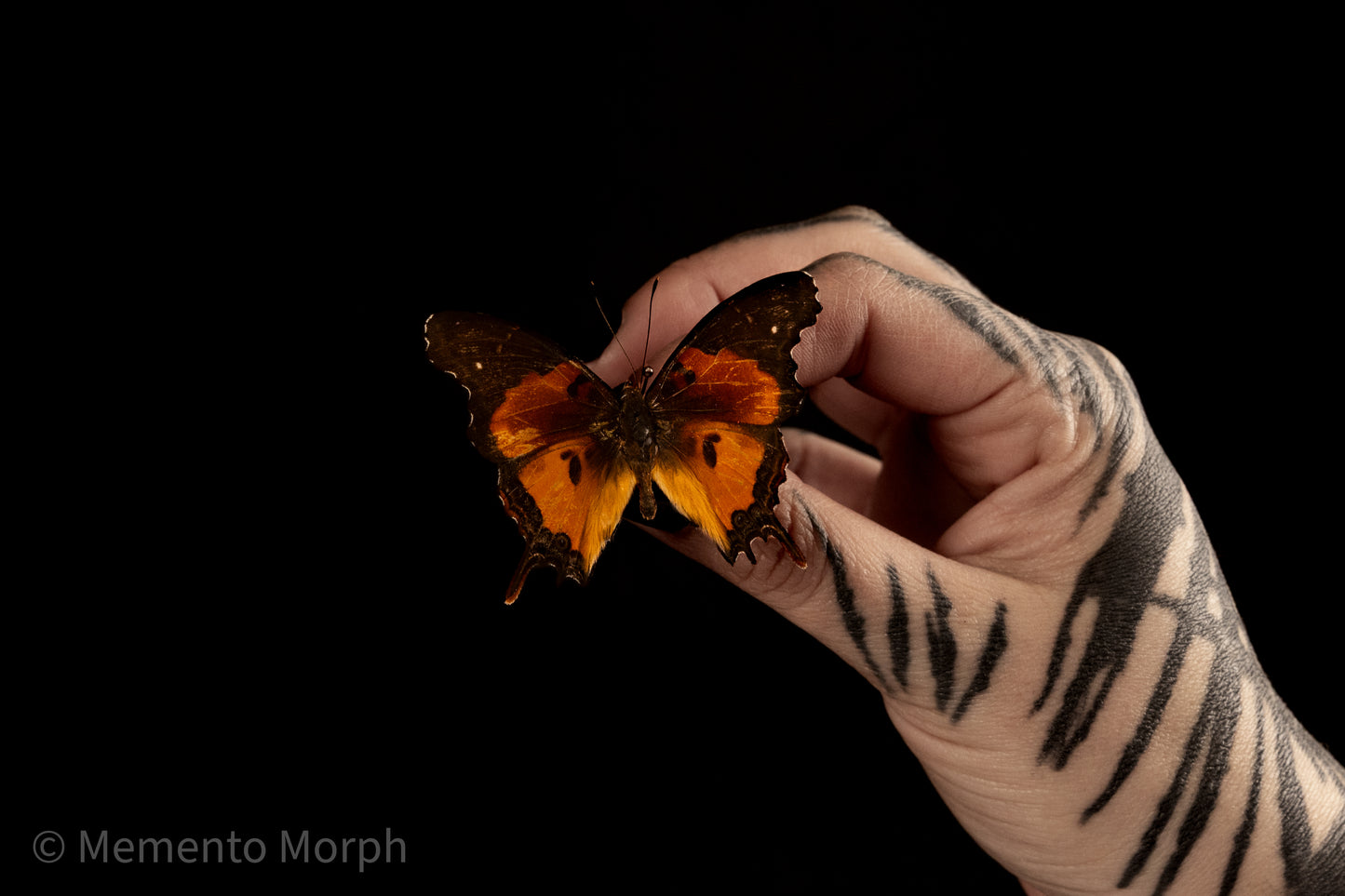 Antanartia Delius (Folded Wings)