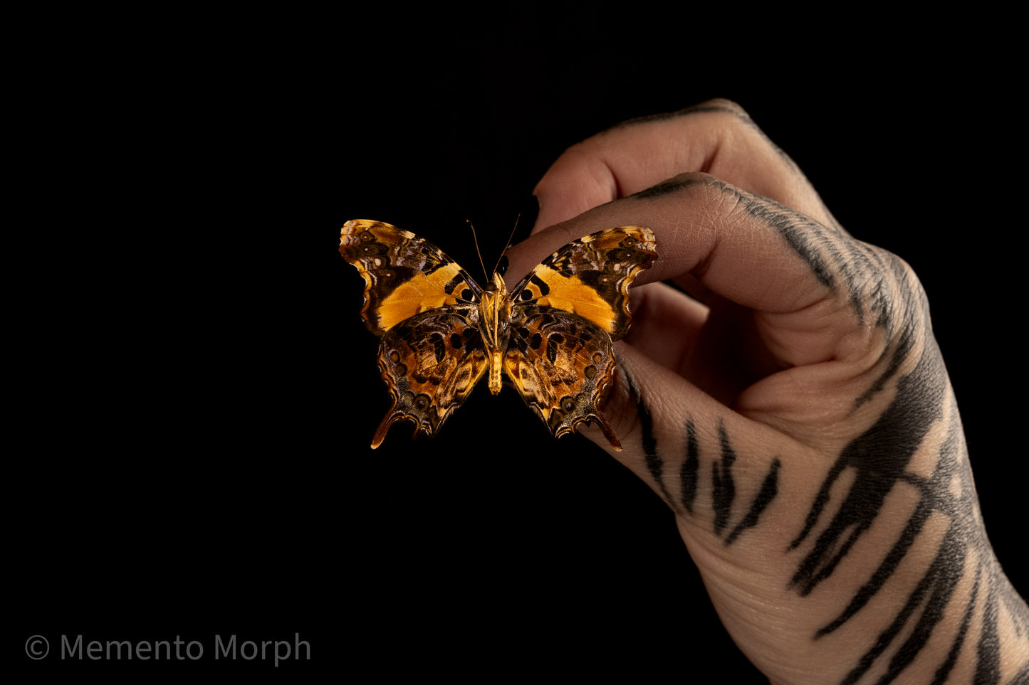 Antanartia Delius (Folded Wings)