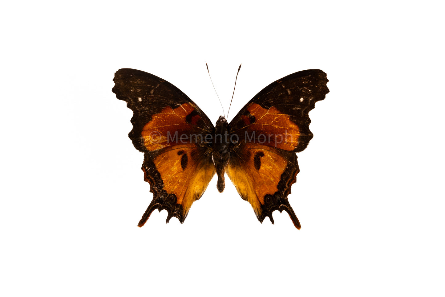 Antanartia Delius (Folded Wings)