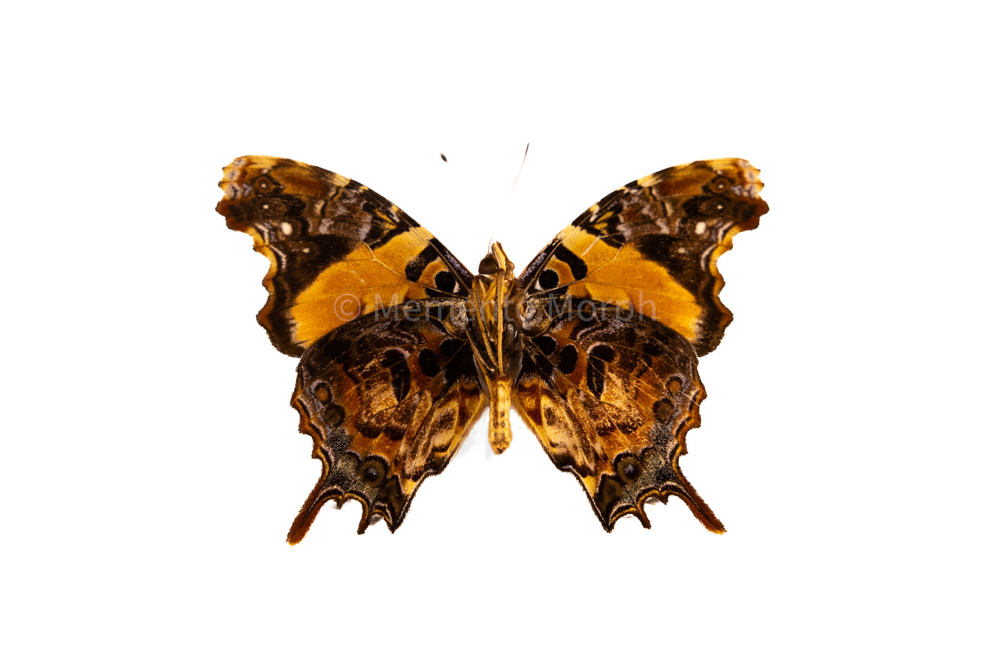 Antanartia Delius (Folded Wings)