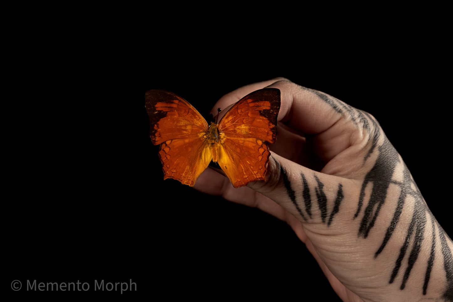Charaxes Pleione (Folded Wings)