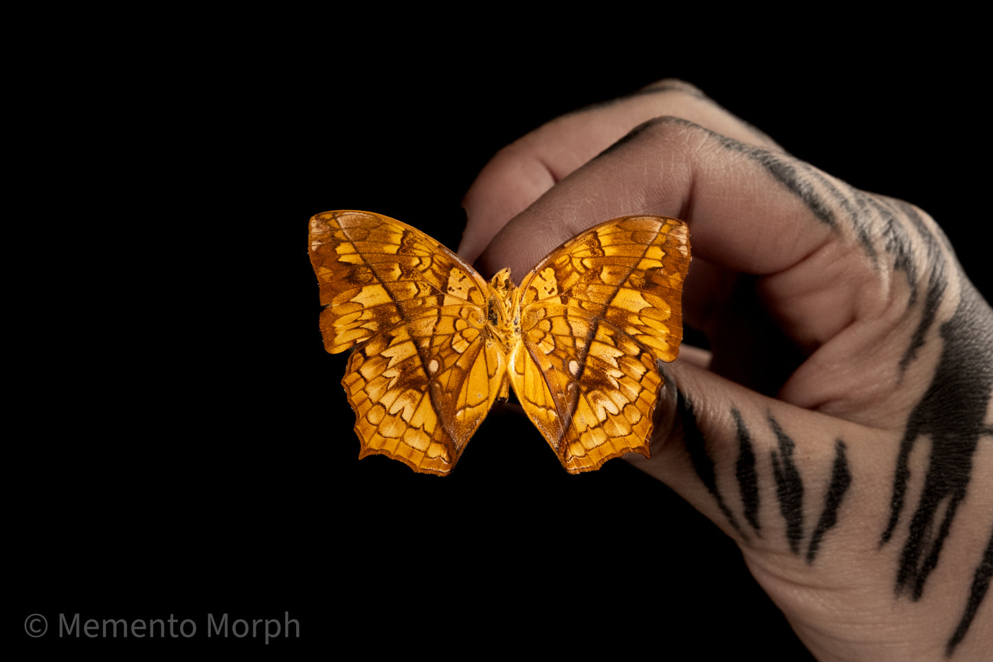 Charaxes Pleione (Folded Wings)