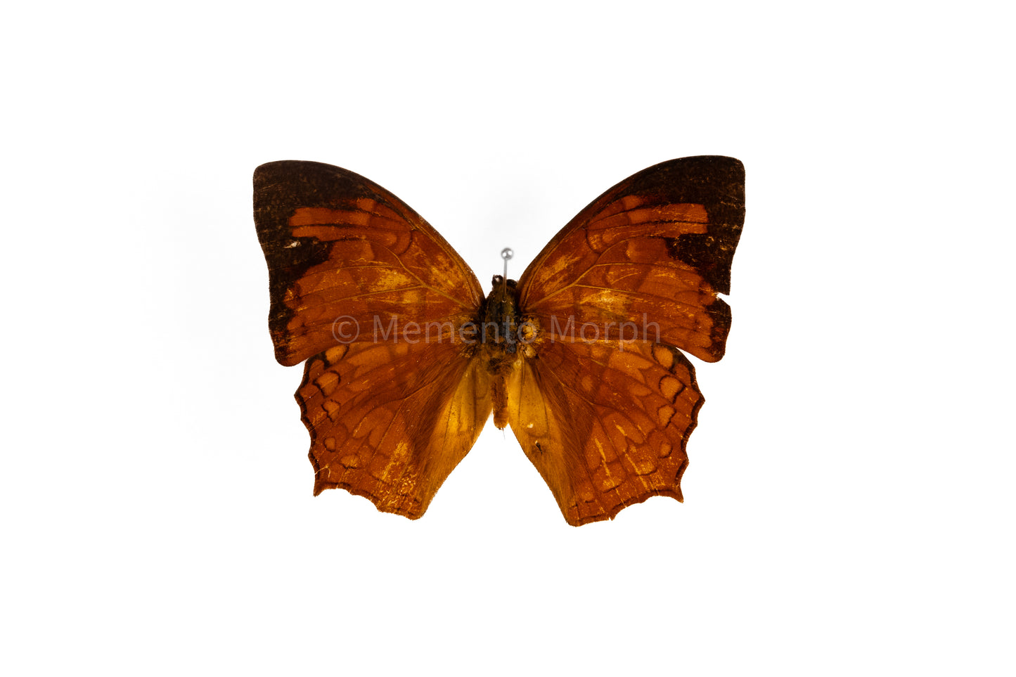 Charaxes Pleione (Folded Wings)
