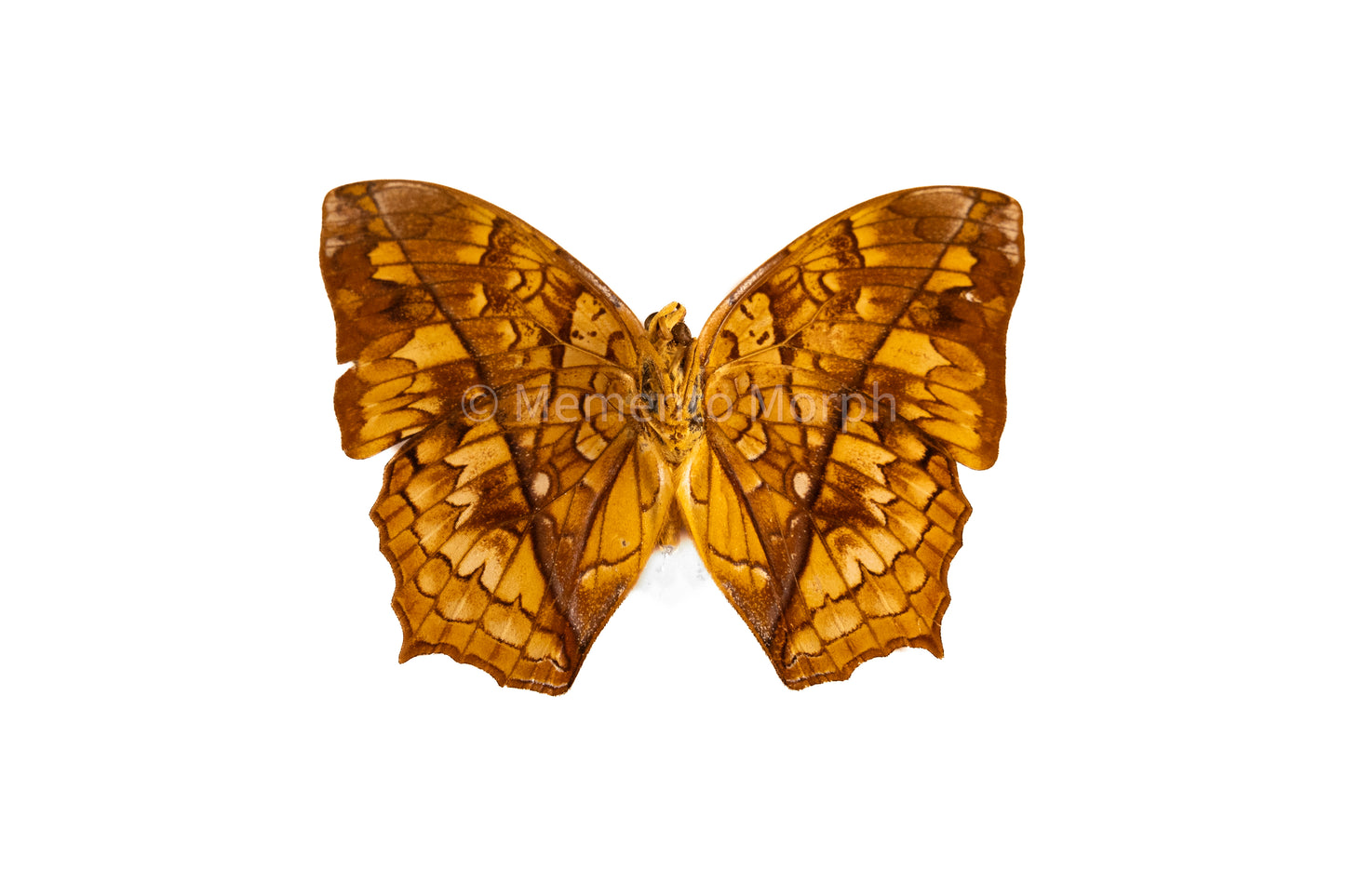 Charaxes Pleione (Folded Wings)