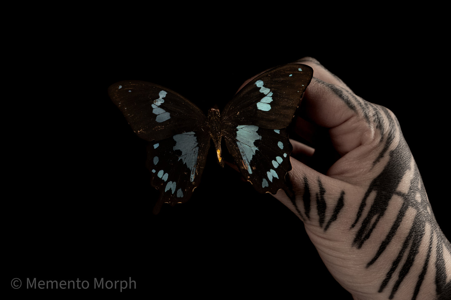 Papilio Epiphorbas  (Folded Wings)