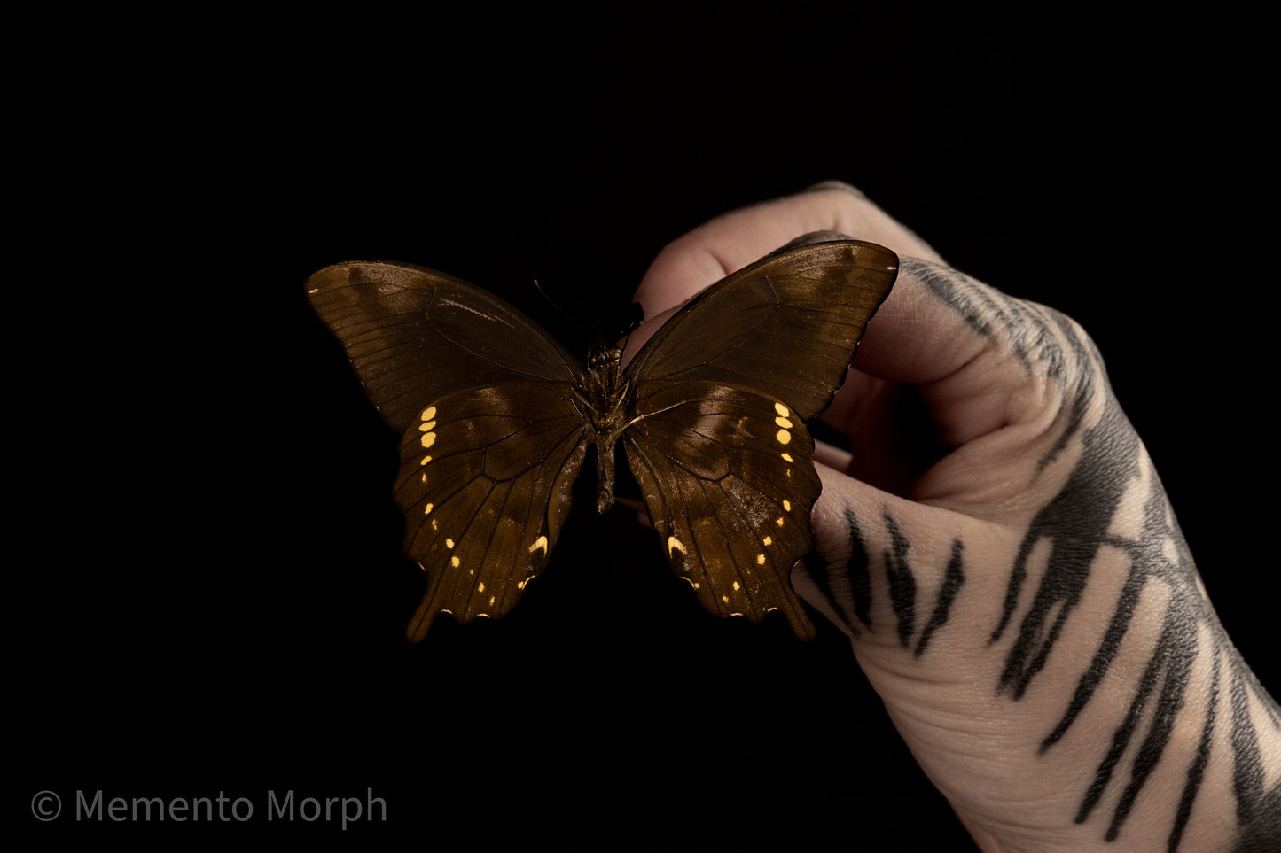 Papilio Epiphorbas  (Folded Wings)