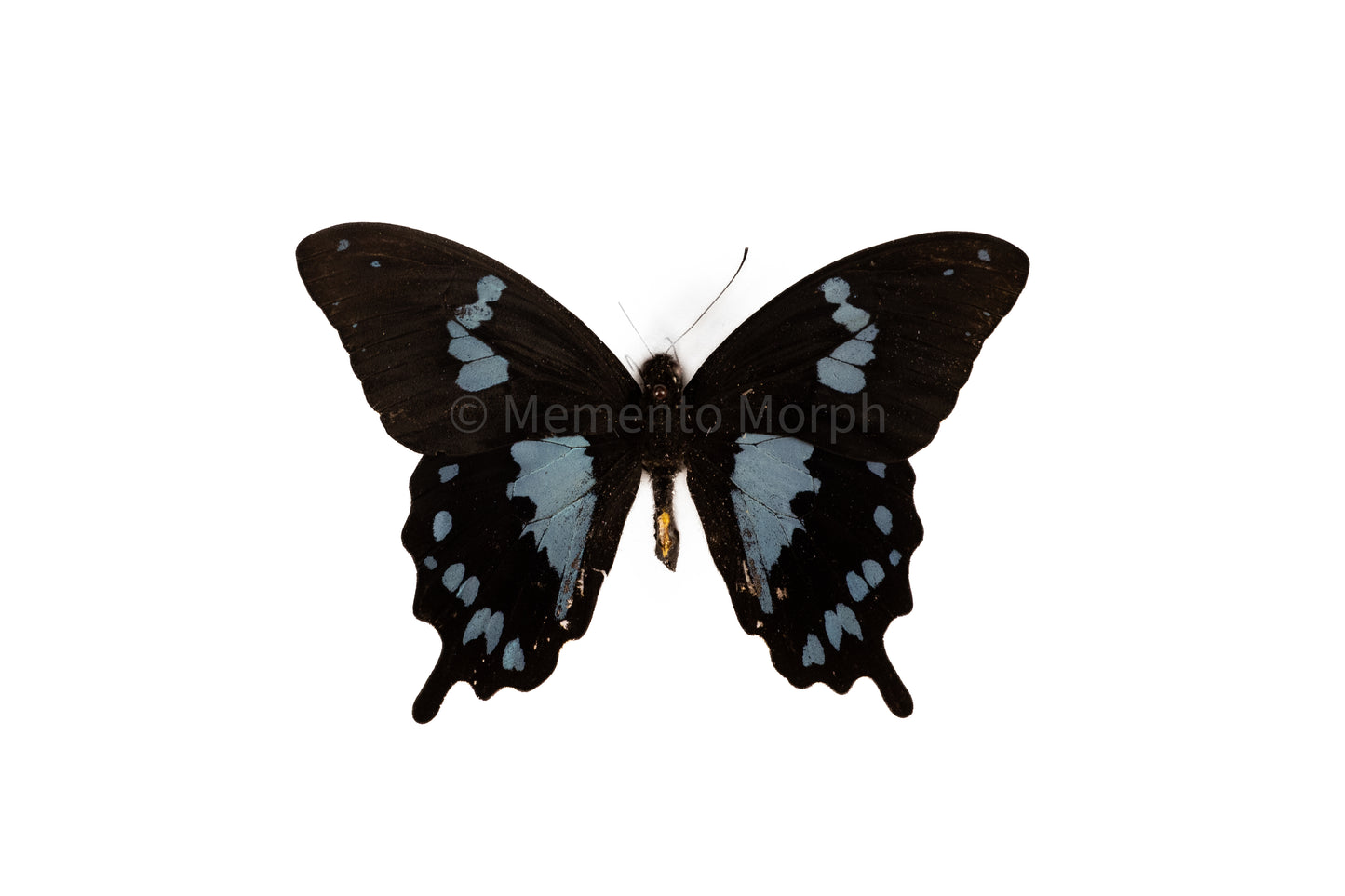 Papilio Epiphorbas  (Folded Wings)