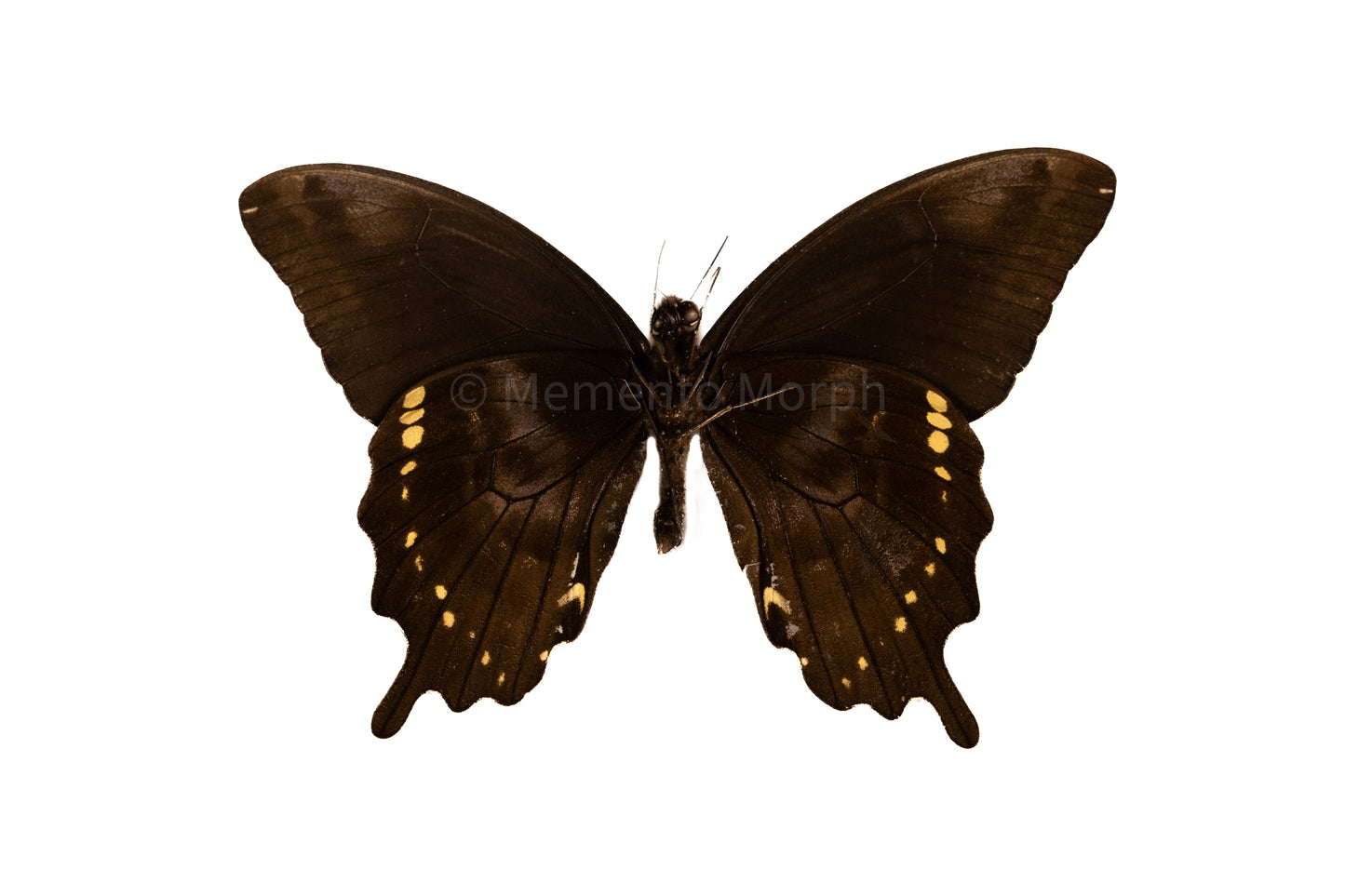 Papilio Epiphorbas  (Folded Wings)