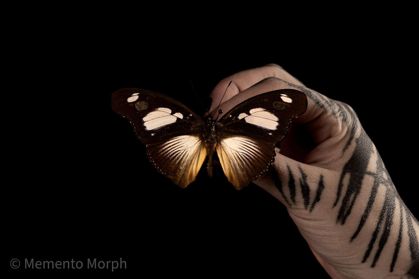 Hypolimnas Mechowi (Folded Wings)
