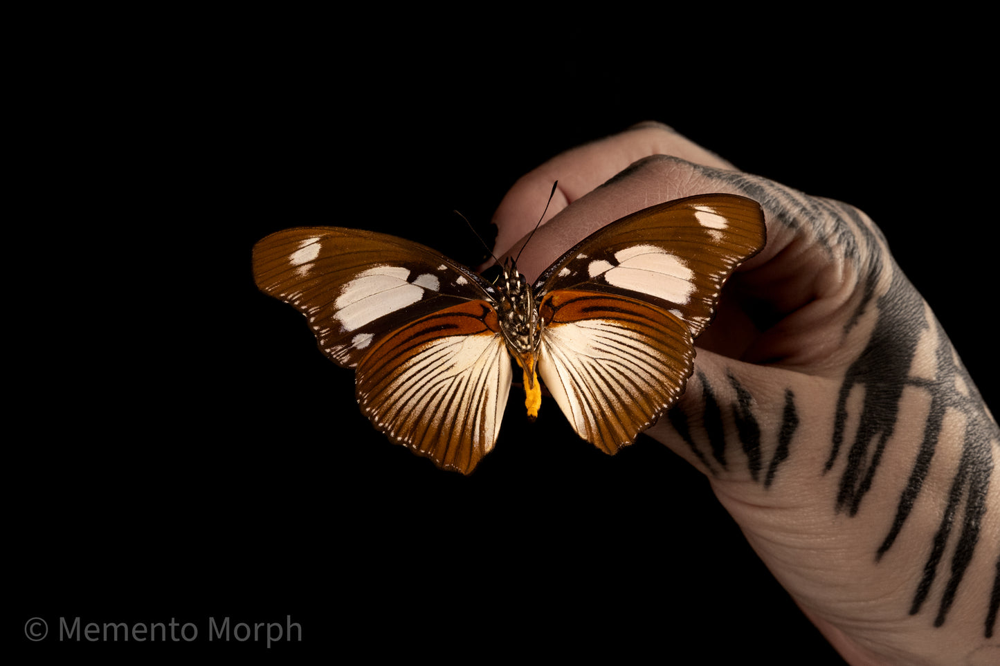 Hypolimnas Mechowi (Folded Wings)