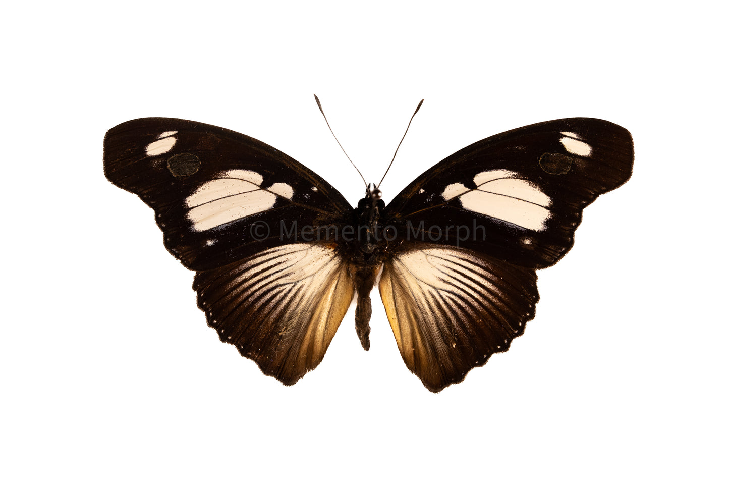 Hypolimnas Mechowi (Folded Wings)