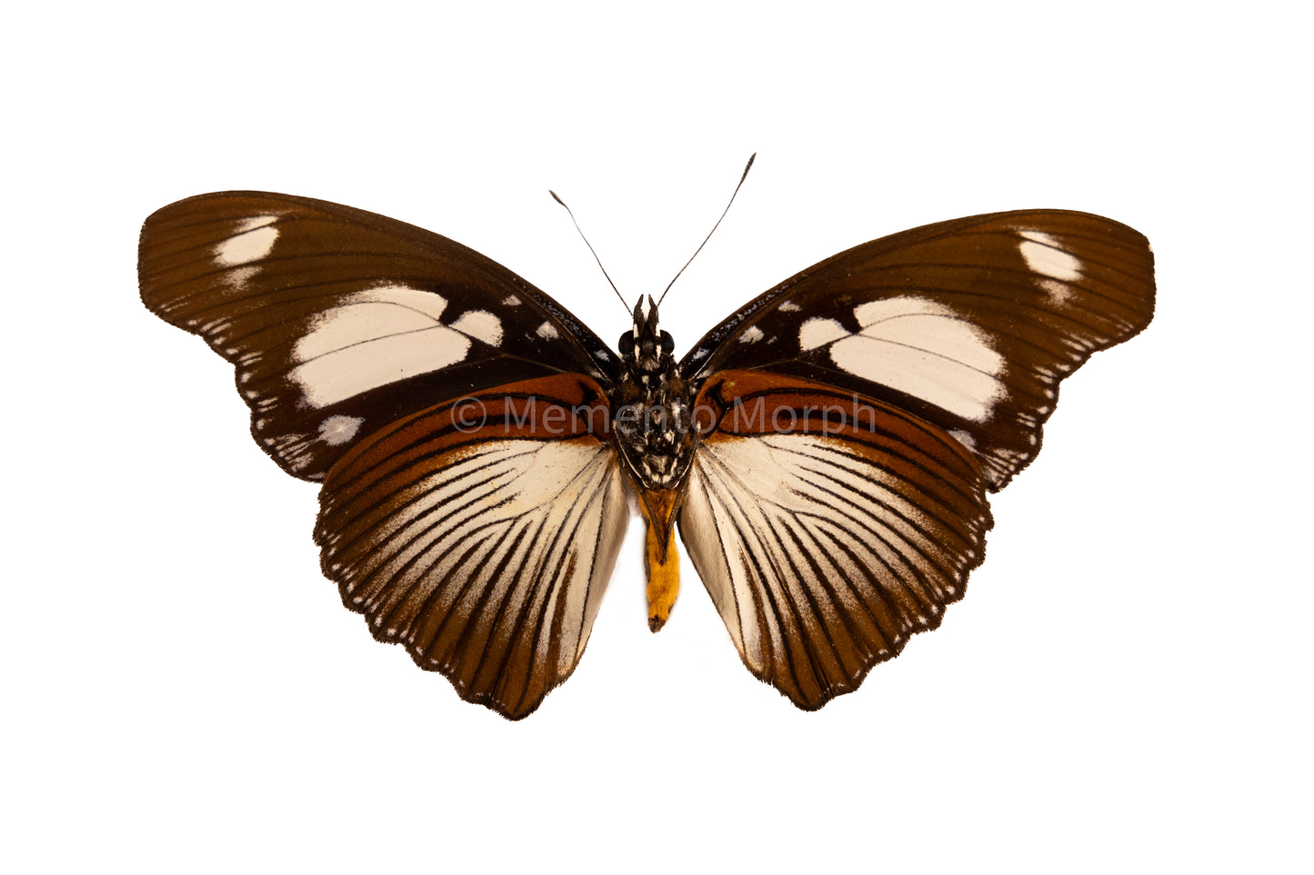 Hypolimnas Mechowi (Folded Wings)