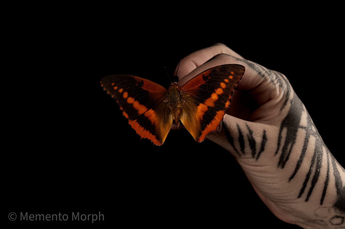 Charaxes Cynthia (Folded Wings)