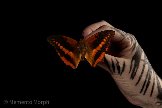 Charaxes Cynthia (Folded Wings)
