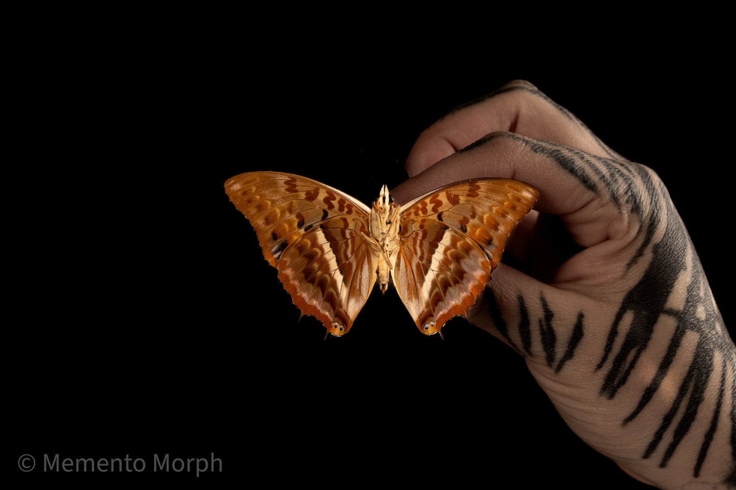 Charaxes Cynthia (Folded Wings)