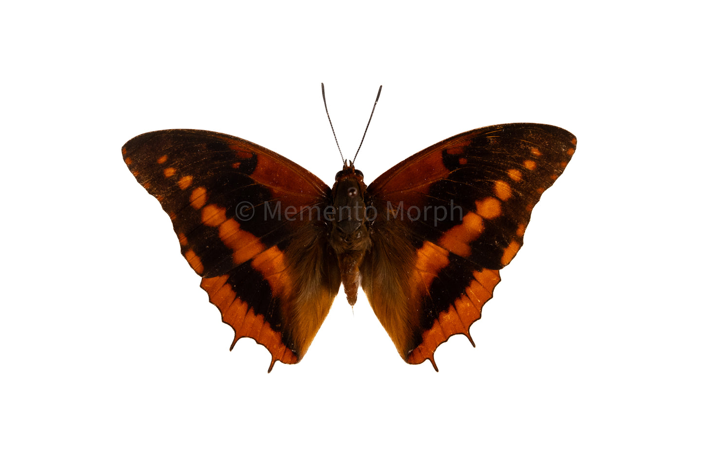 Charaxes Cynthia (Folded Wings)