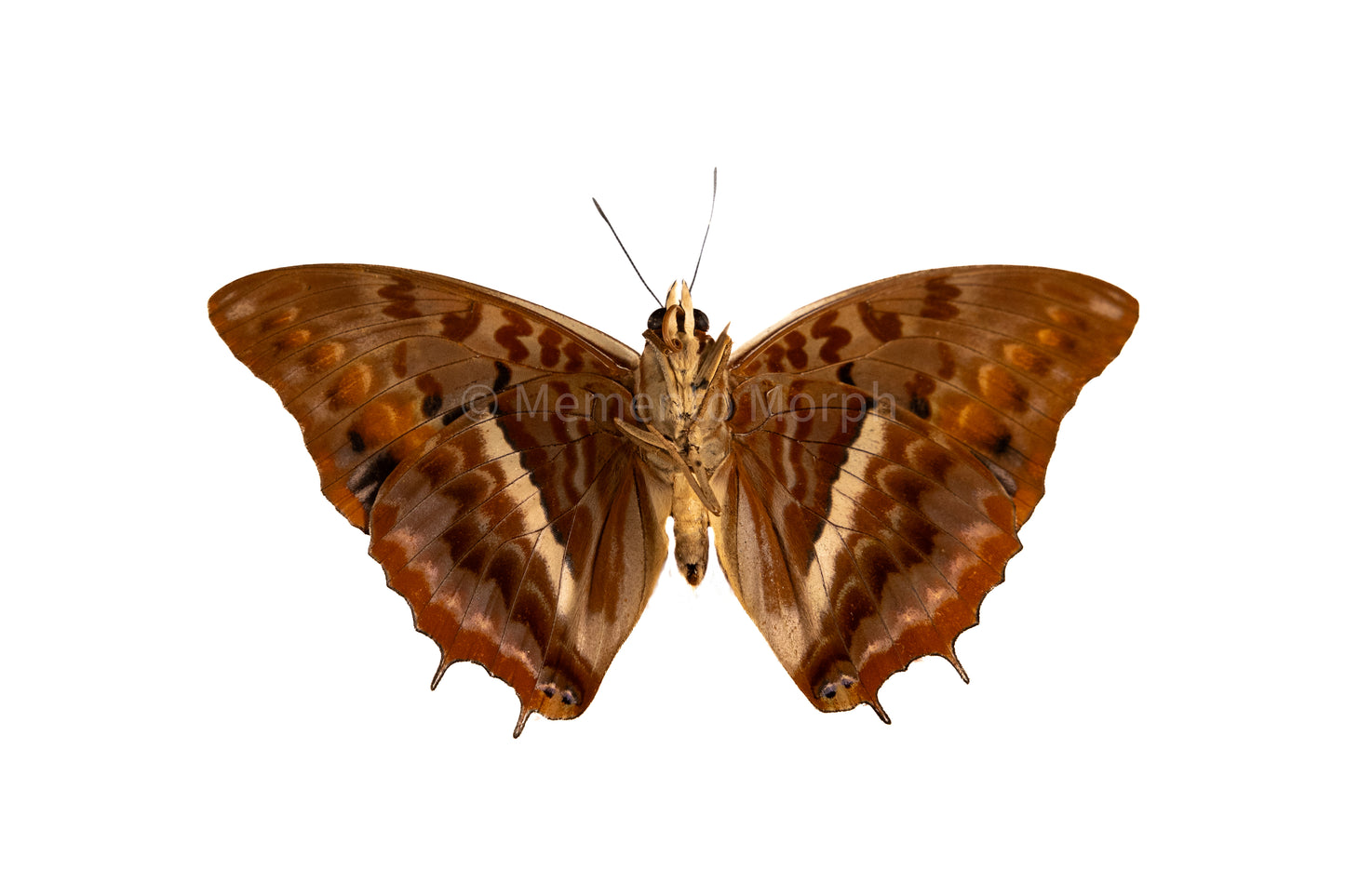 Charaxes Cynthia (Folded Wings)