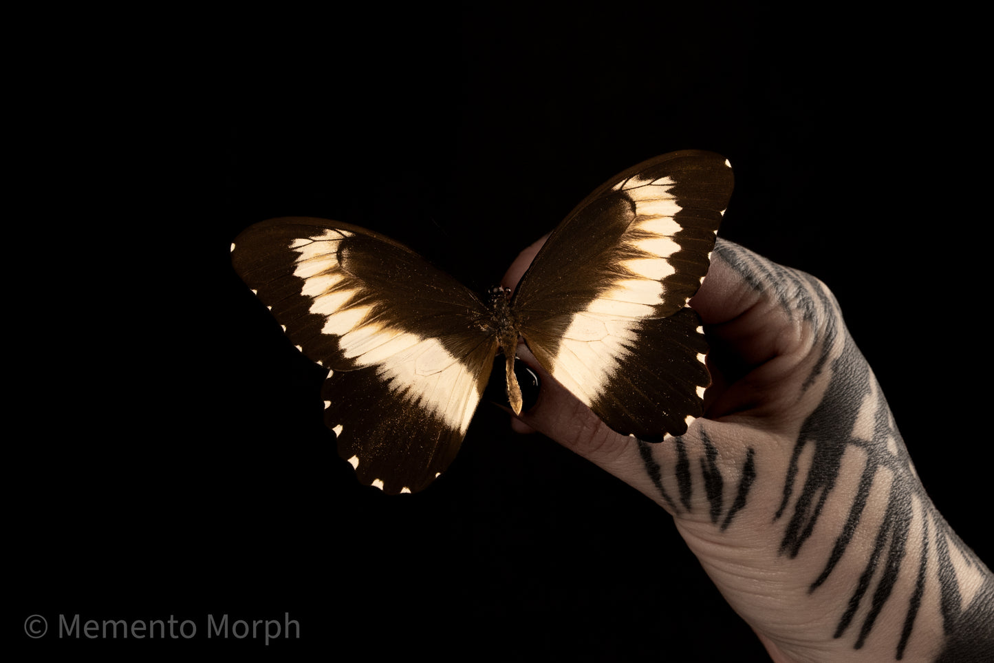 Papilio Mechowianus (Folded Wings)