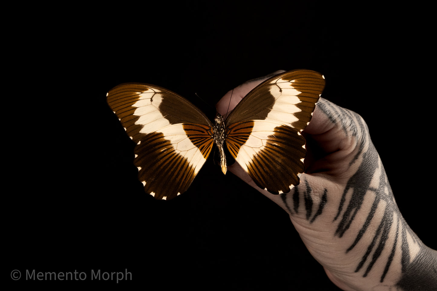 Papilio Mechowianus (Folded Wings)