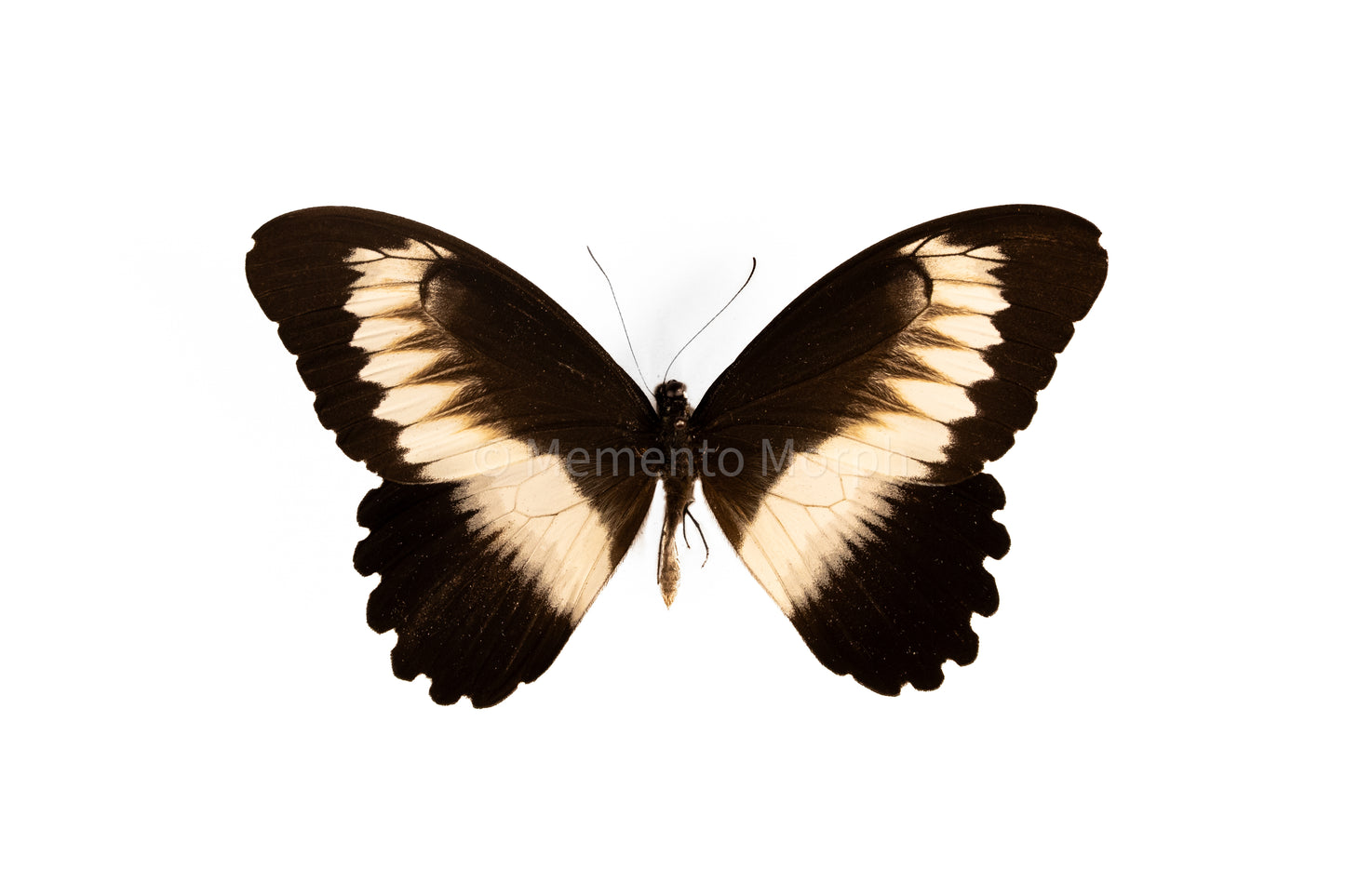 Papilio Mechowianus (Folded Wings)