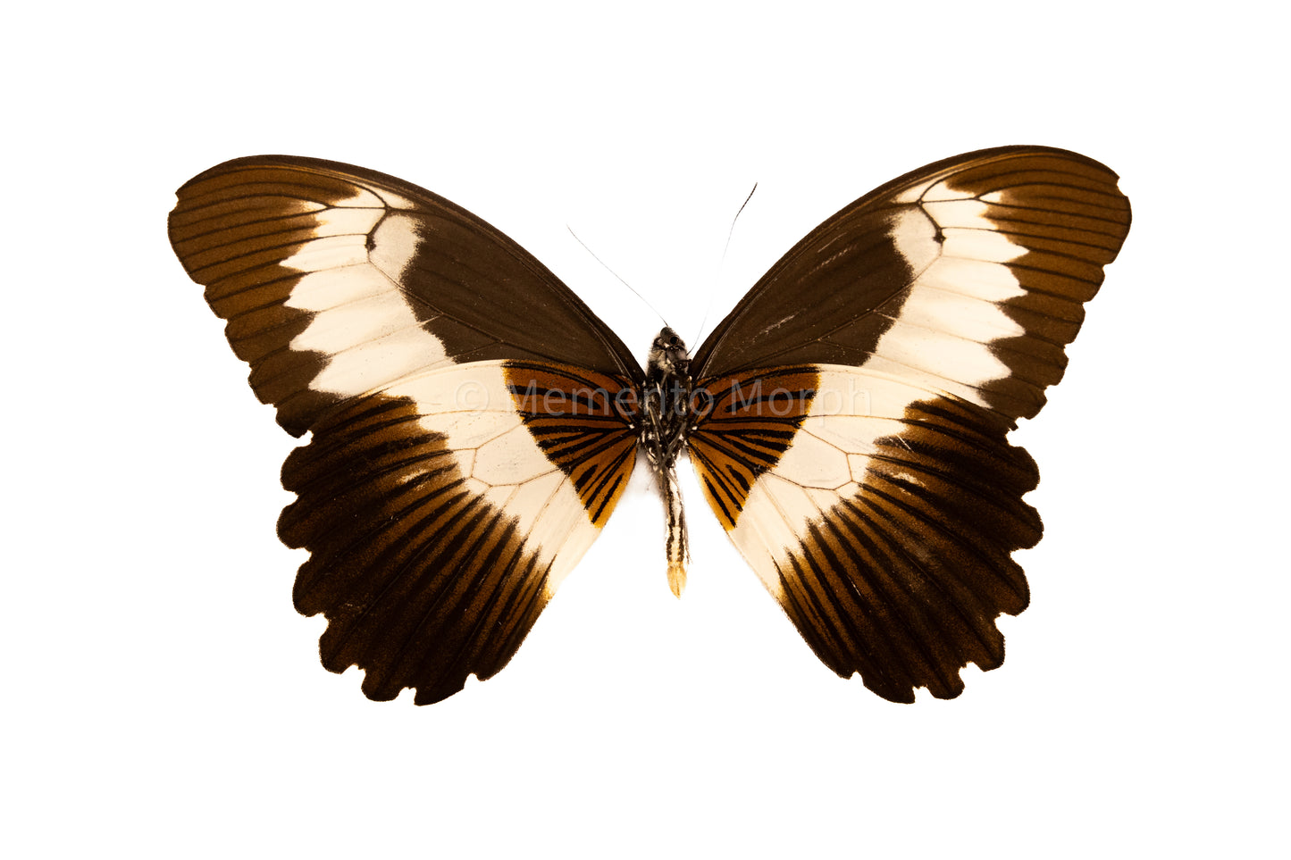 Papilio Mechowianus (Folded Wings)