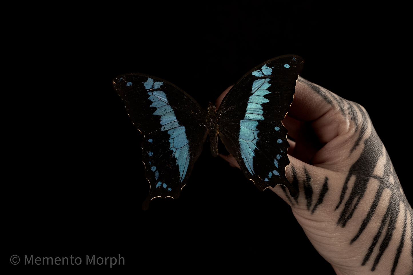 Papilio Oribazus (Folded Wings)