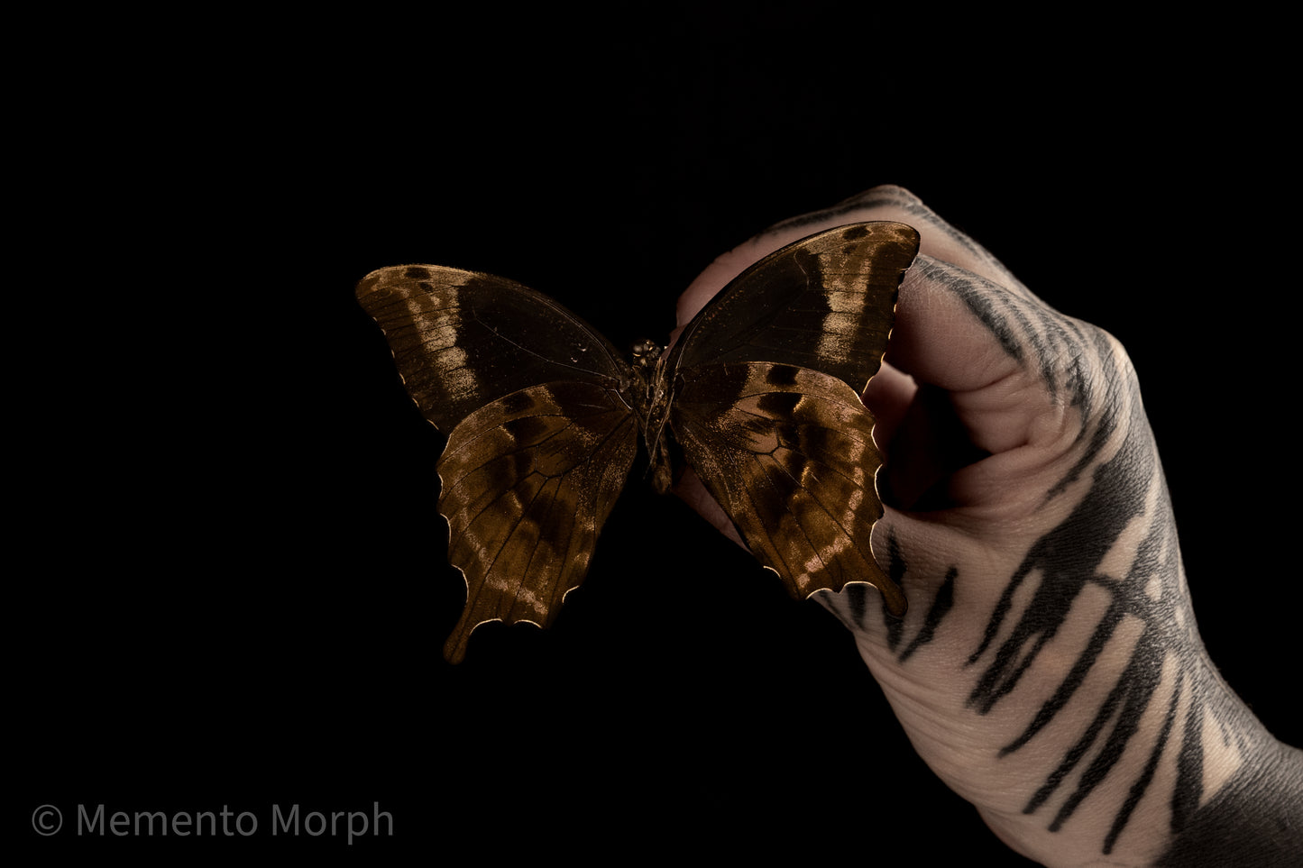 Papilio Oribazus (Folded Wings)