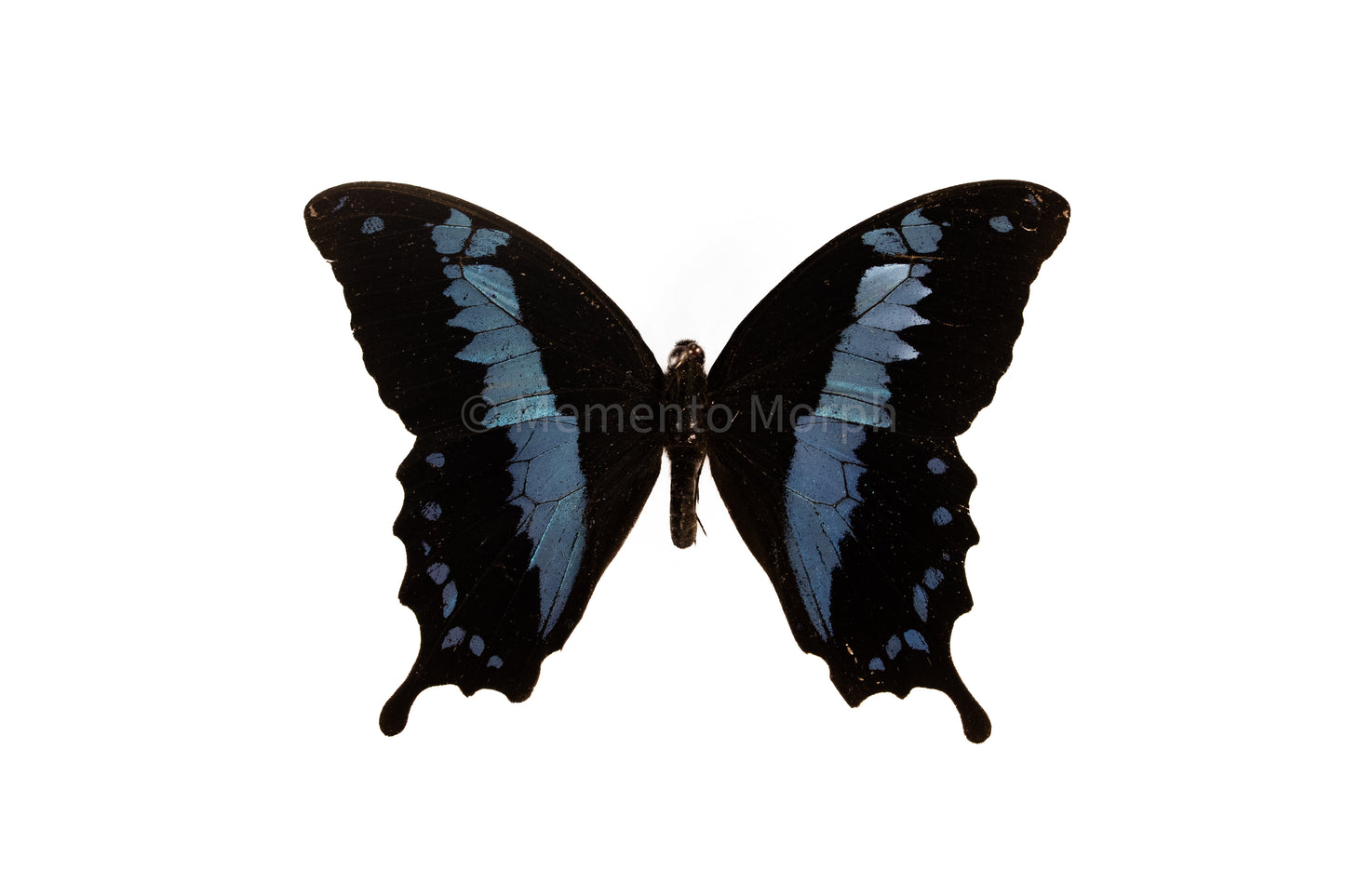Papilio Oribazus (Folded Wings)