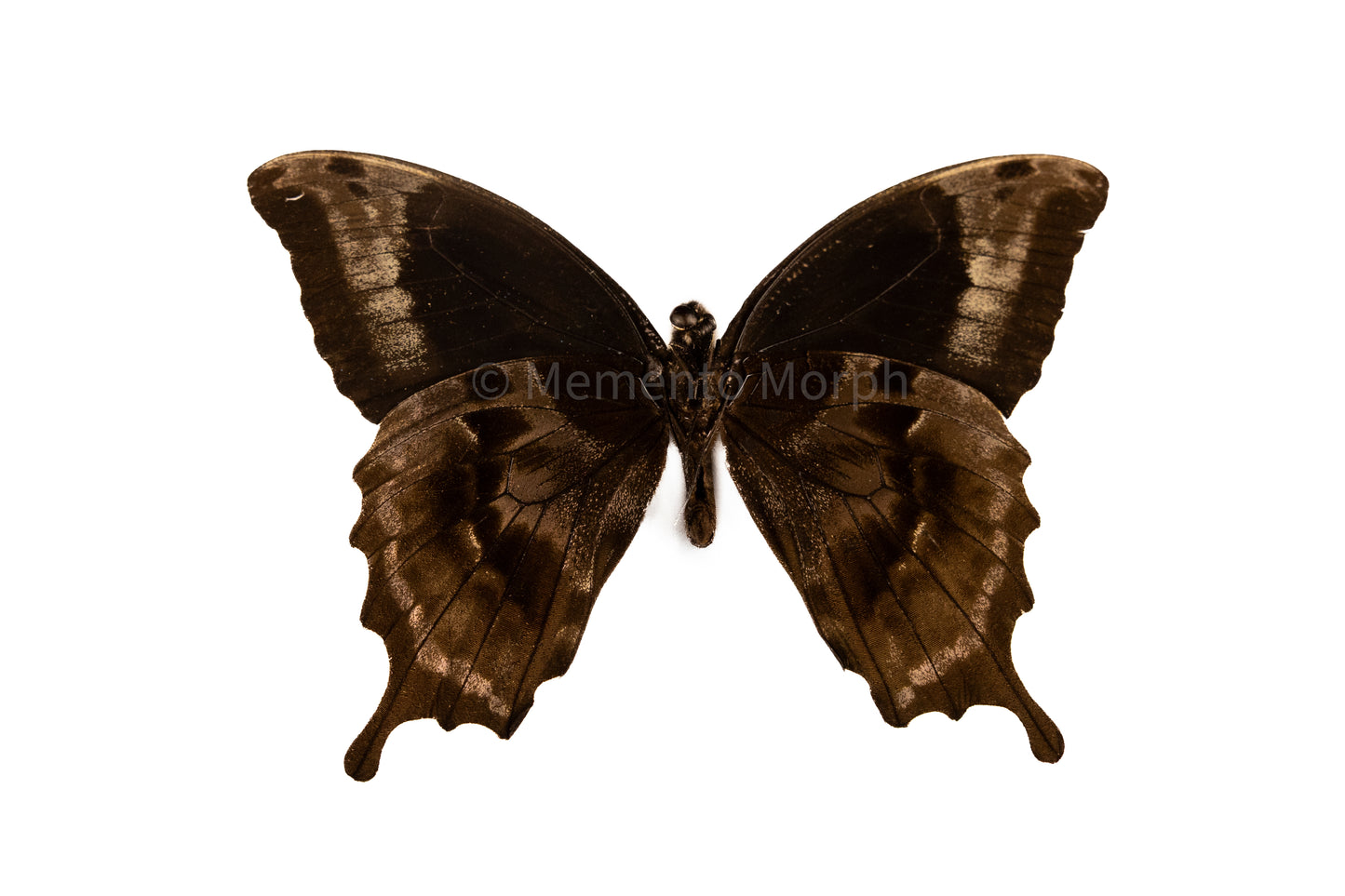 Papilio Oribazus (Folded Wings)