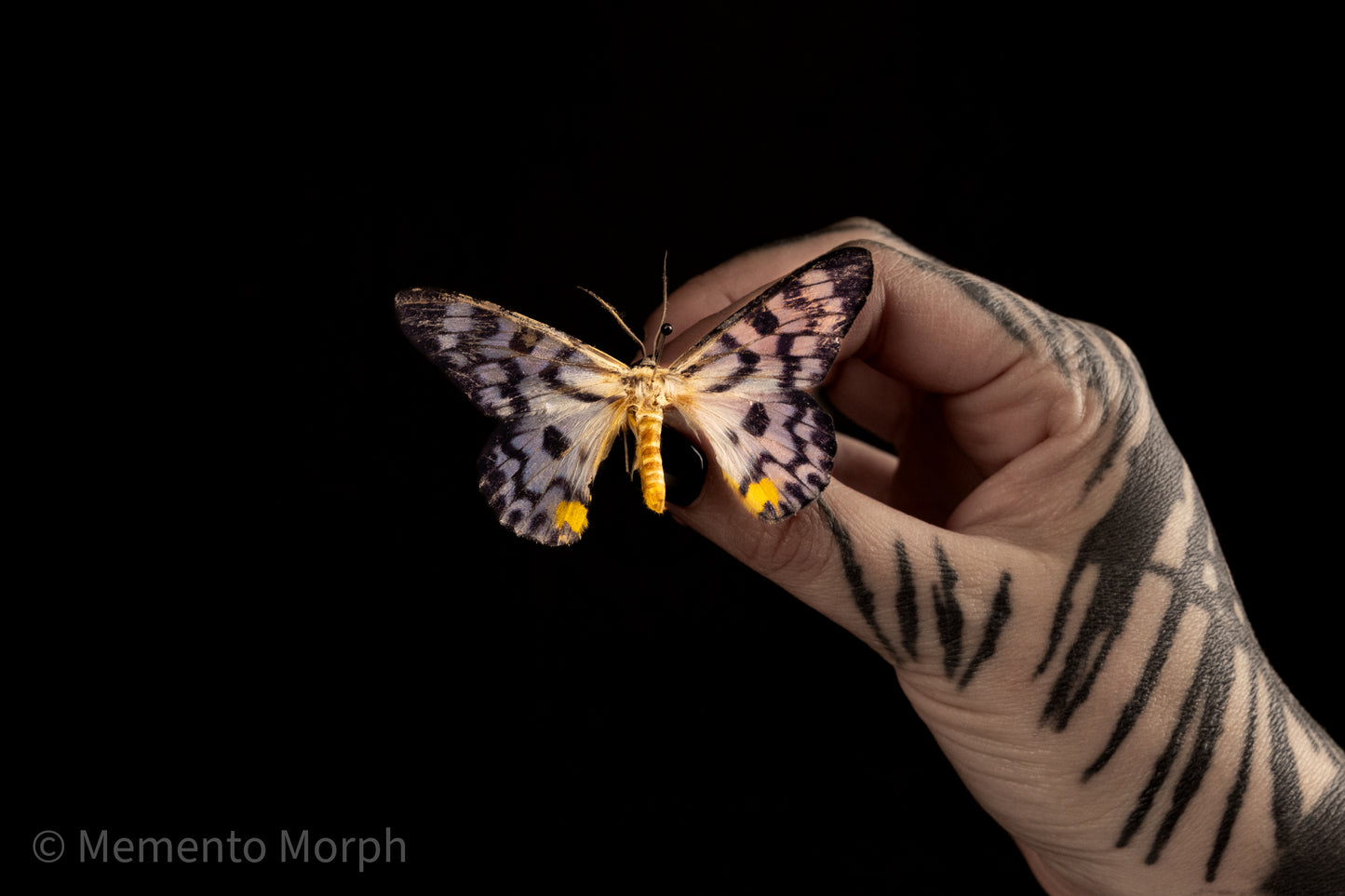 Dysphania Transducta Moth (Folded Wings)