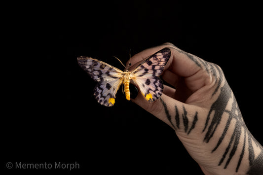 Dysphania Transducta Moth (Folded Wings)