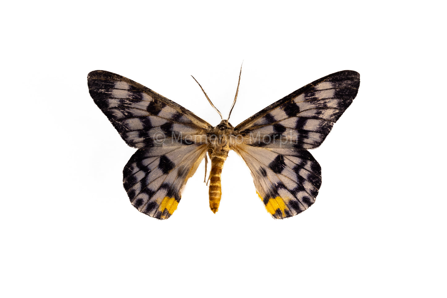 Dysphania Transducta Moth (Folded Wings)