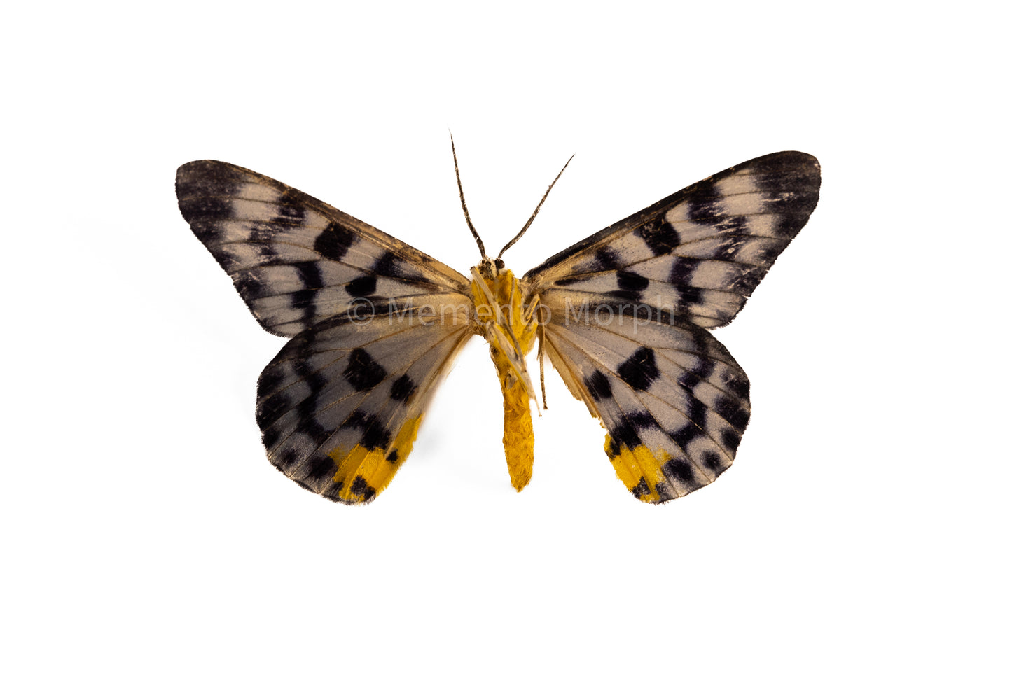 Dysphania Transducta Moth (Folded Wings)