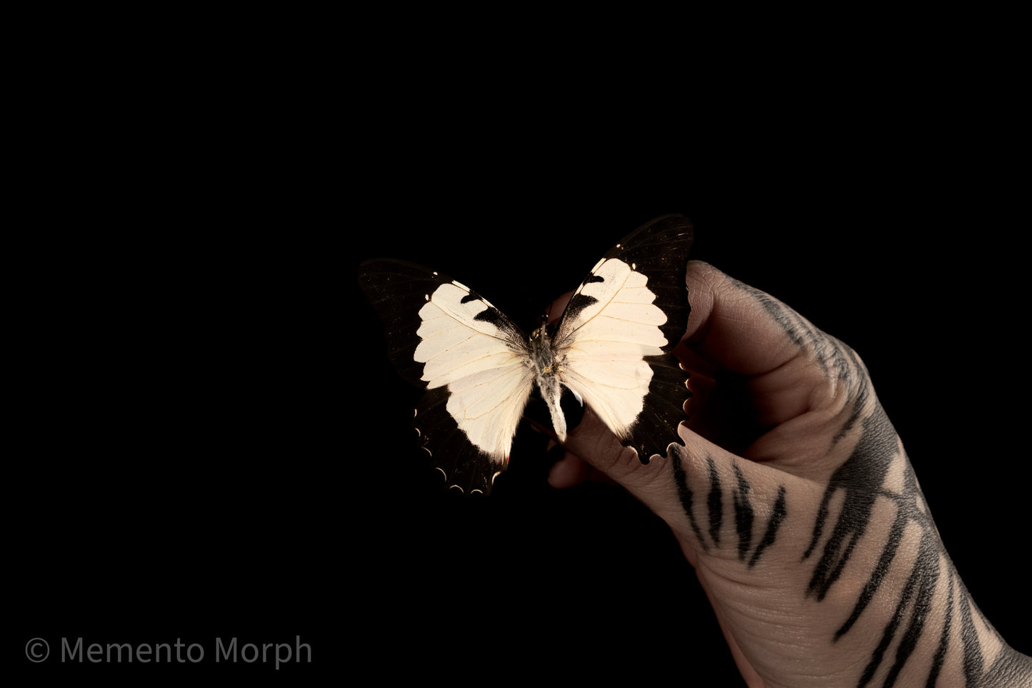 Graphium Endochus (Folded Wings)