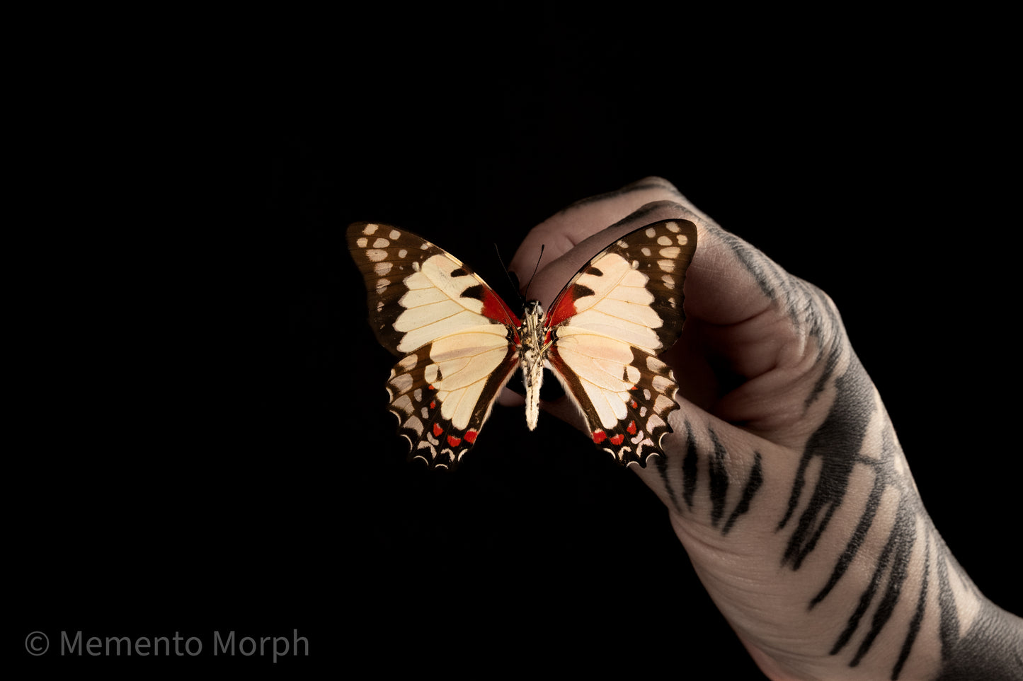 Graphium Endochus (Folded Wings)