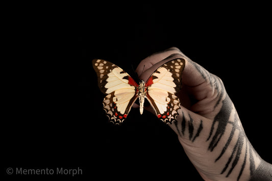Graphium Endochus (Folded Wings)