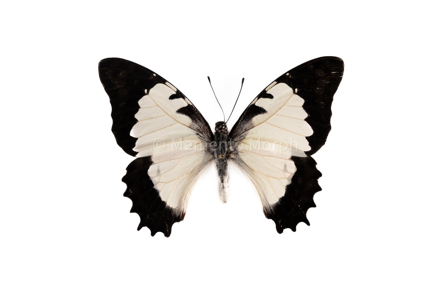 Graphium Endochus (Folded Wings)