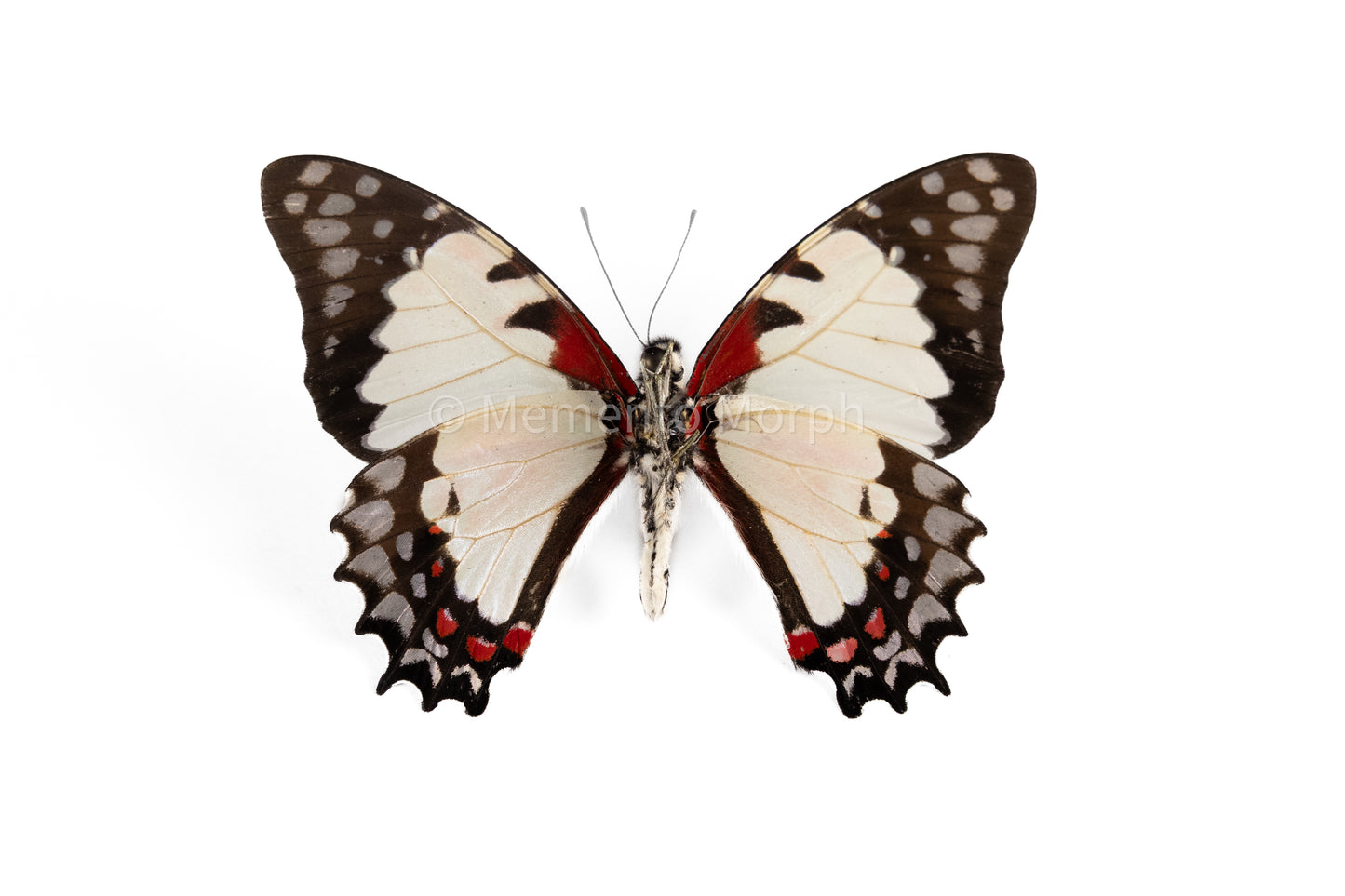 Graphium Endochus (Folded Wings)