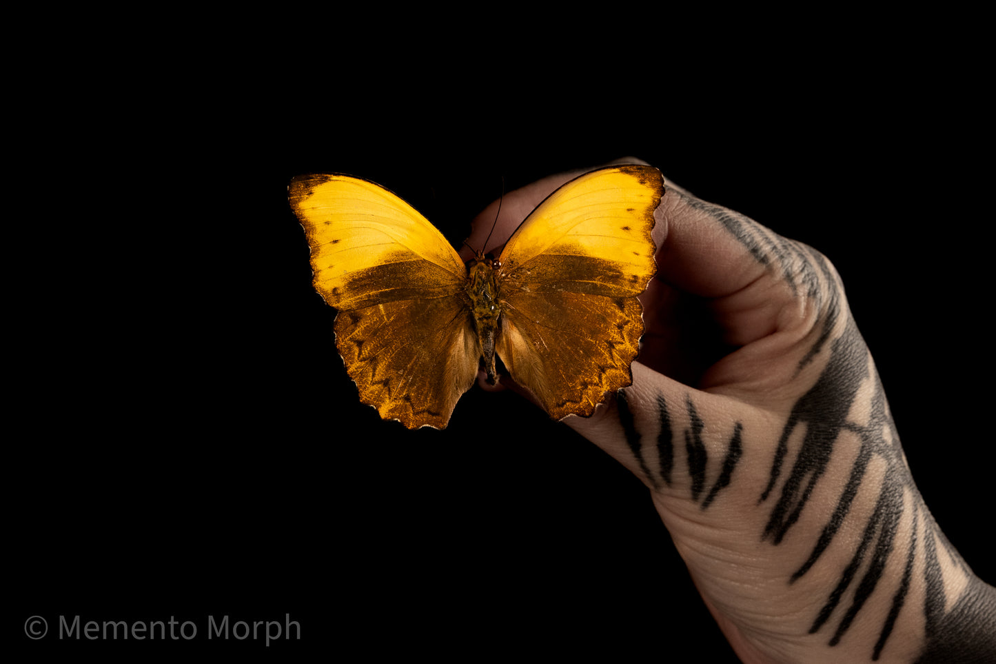 Cymothoe Haynae Diphyia (Folded Wings)