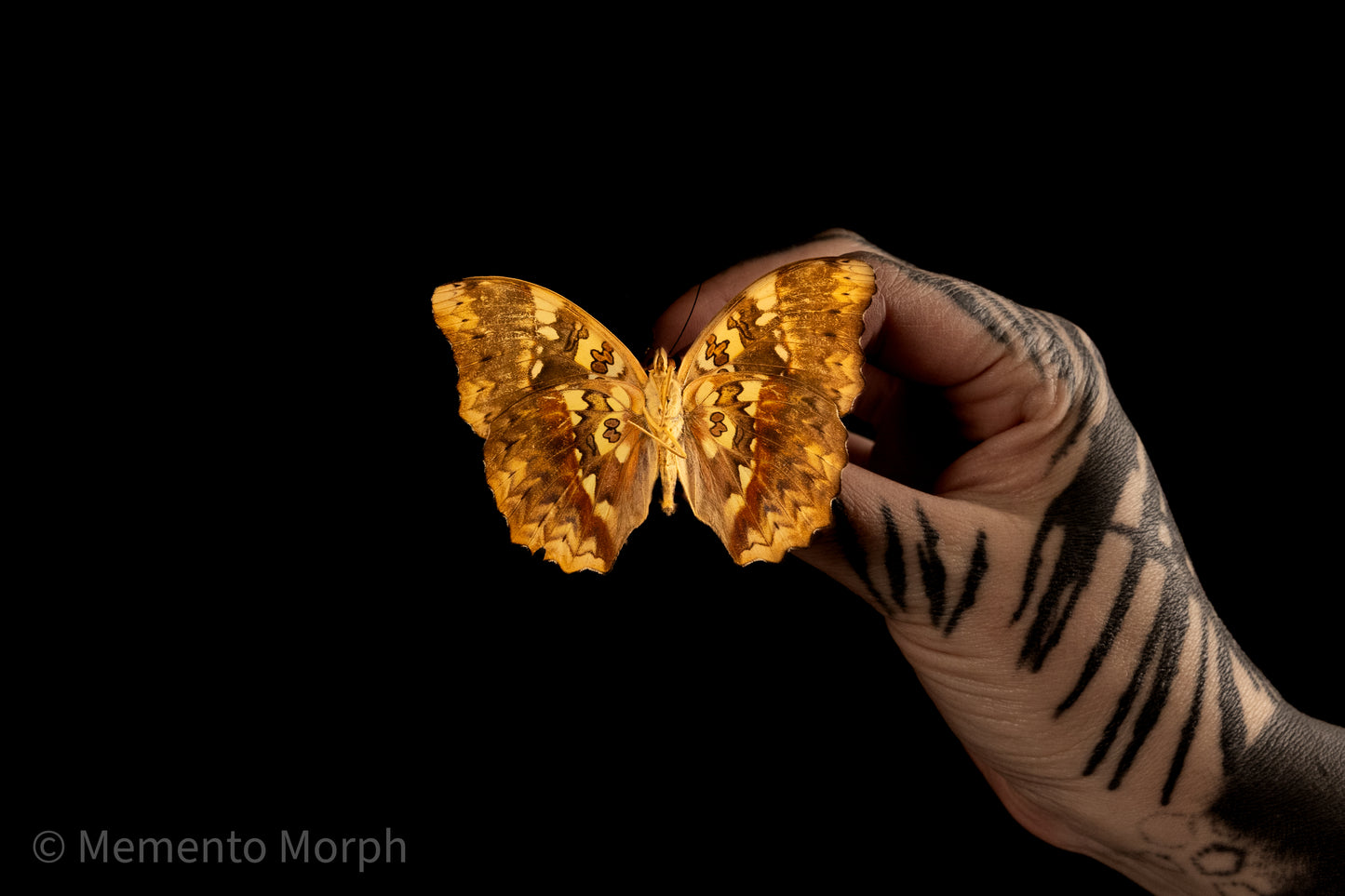 Cymothoe Haynae Diphyia (Folded Wings)