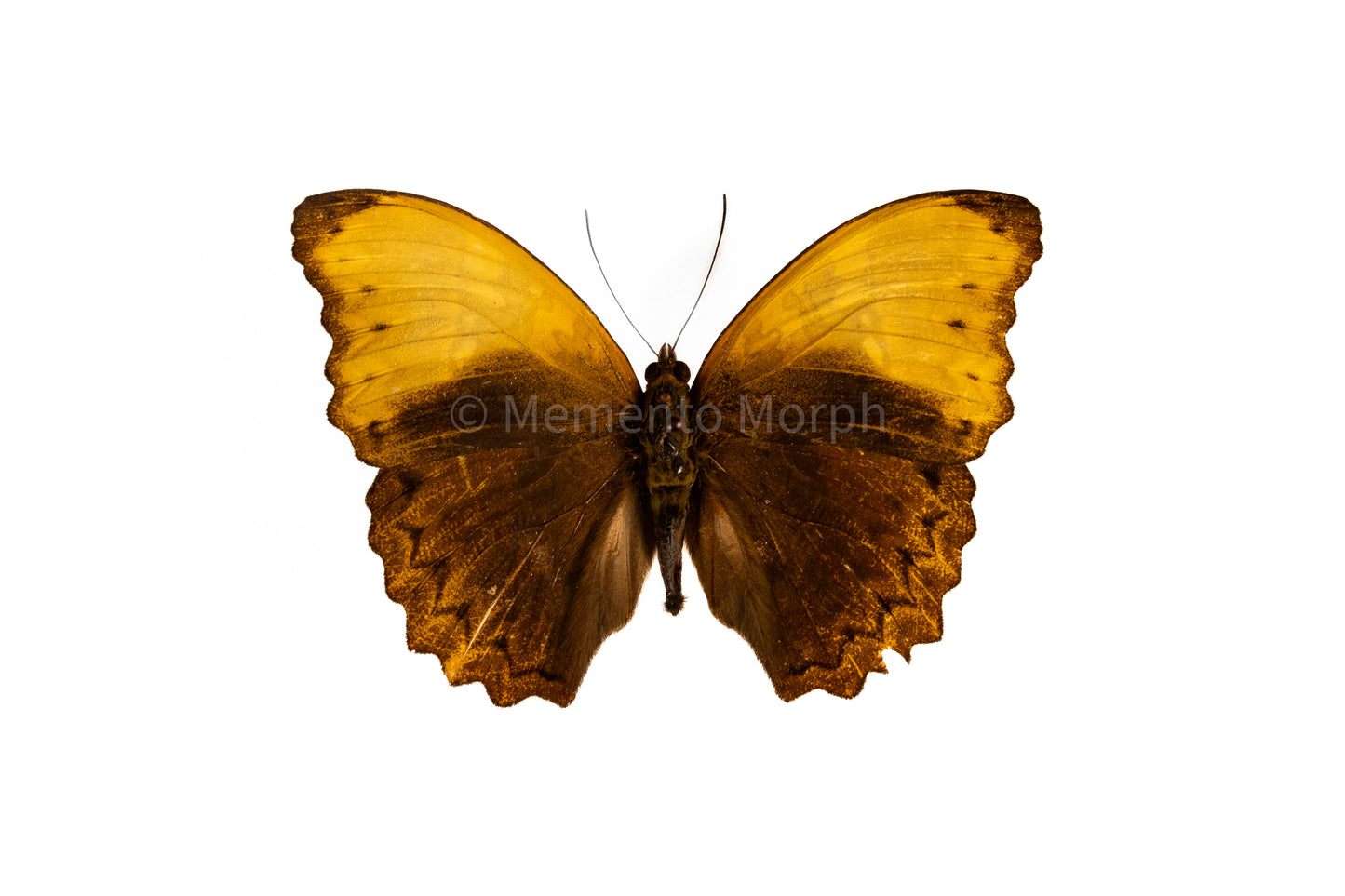Cymothoe Haynae Diphyia (Folded Wings)