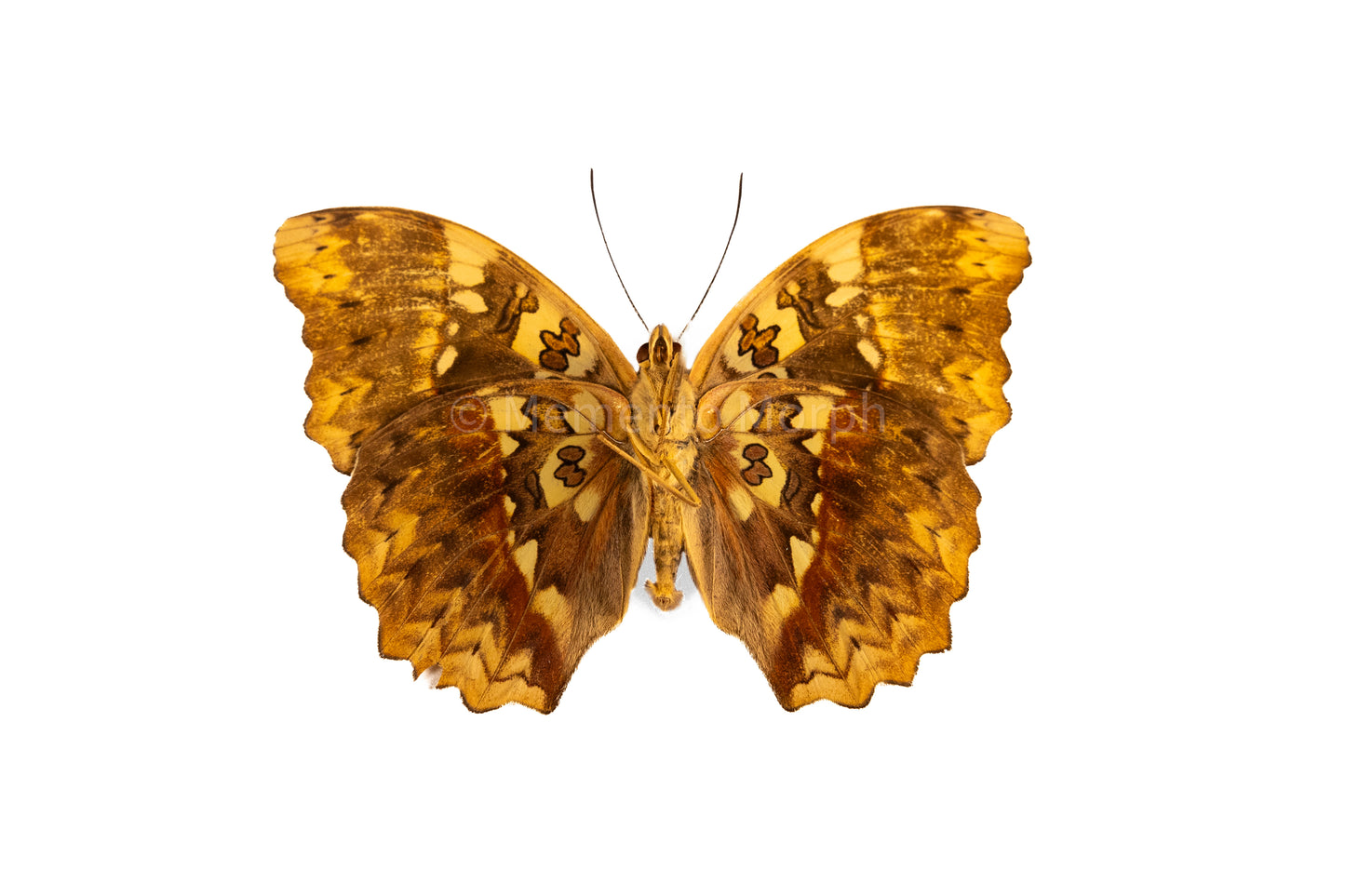 Cymothoe Haynae Diphyia (Folded Wings)