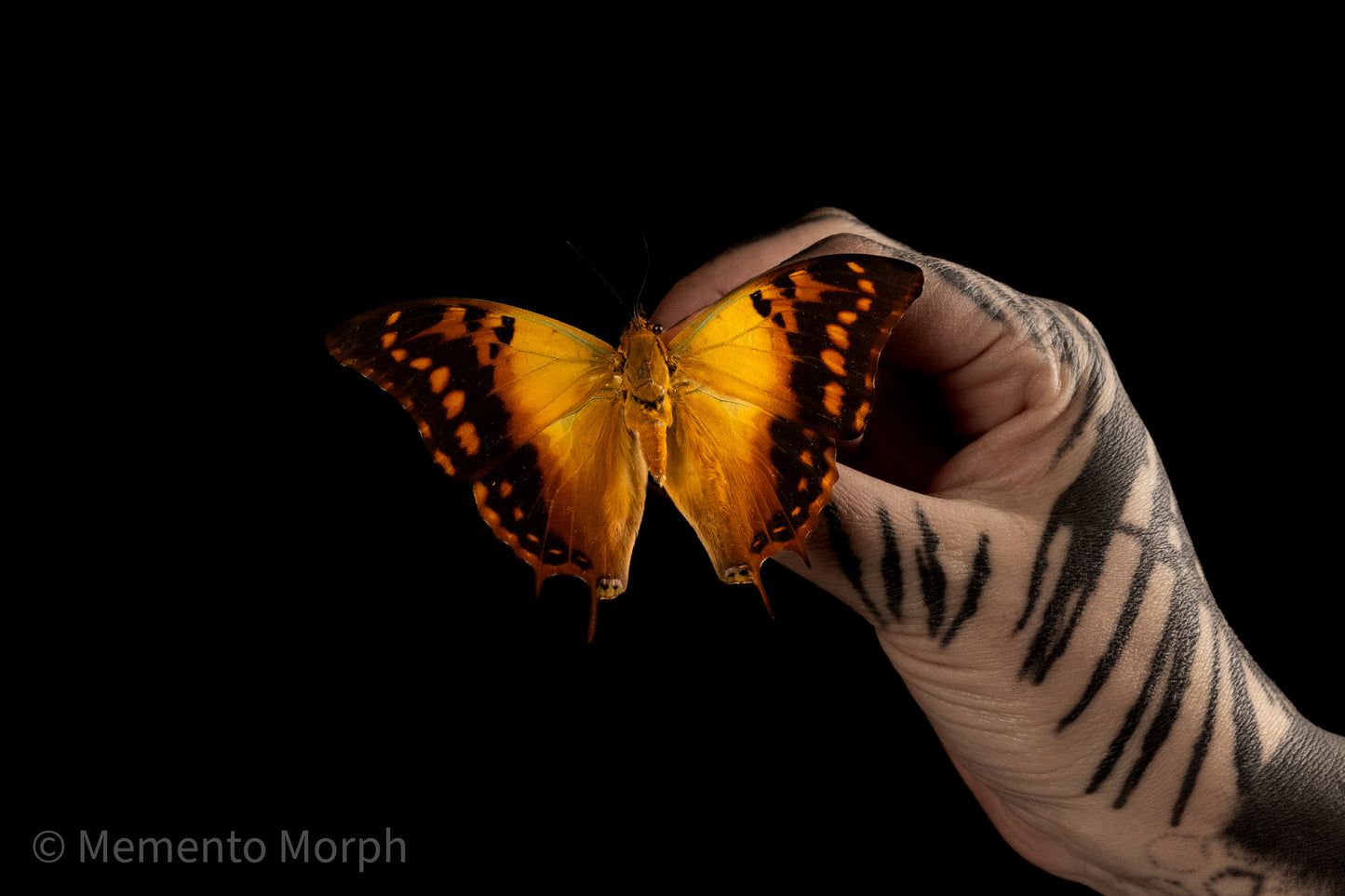 Charaxes Candiope (Folded Wings)