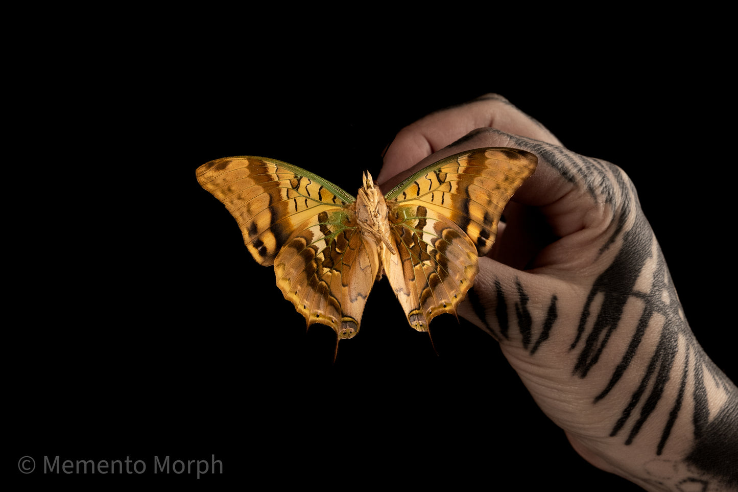 Charaxes Candiope (Folded Wings)
