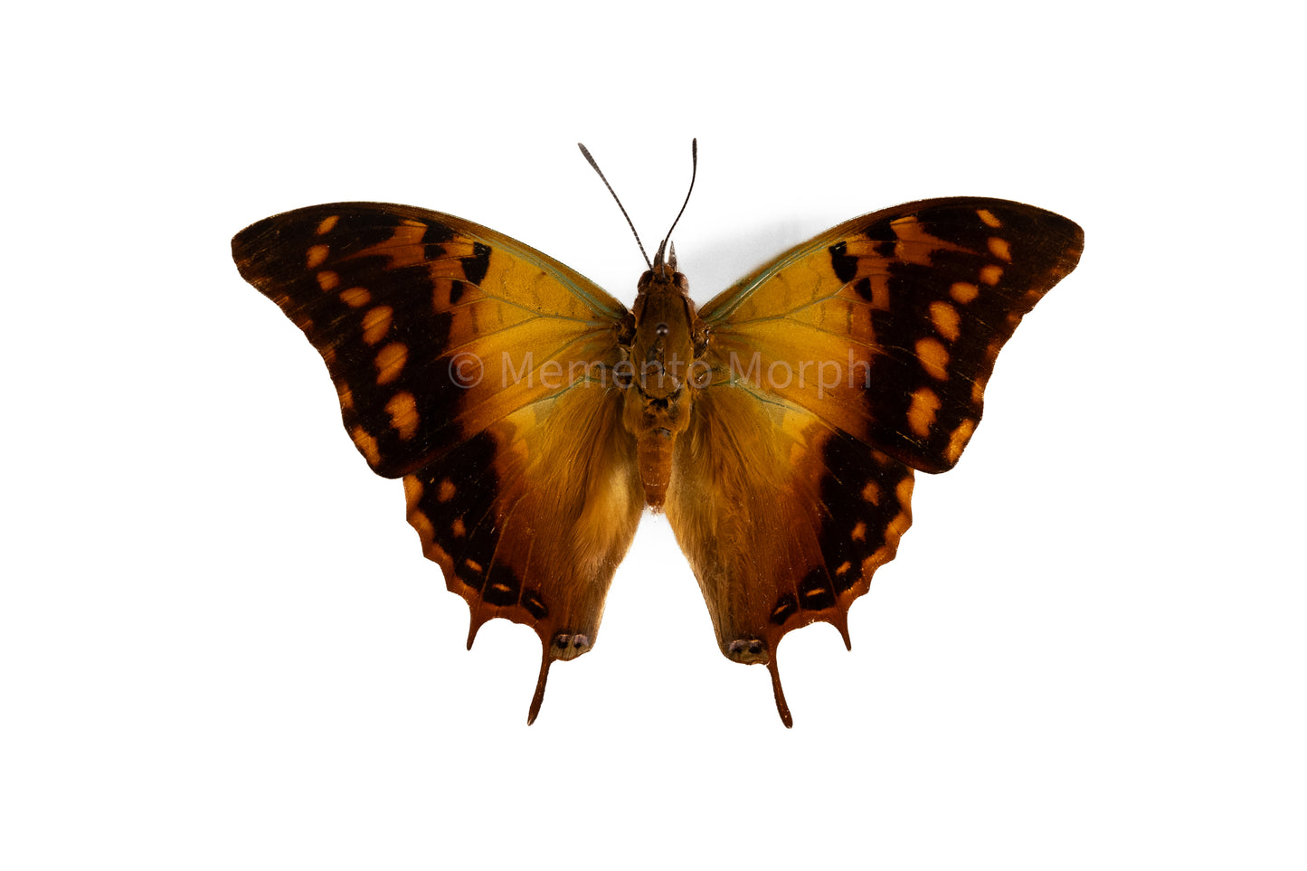 Charaxes Candiope (Folded Wings)