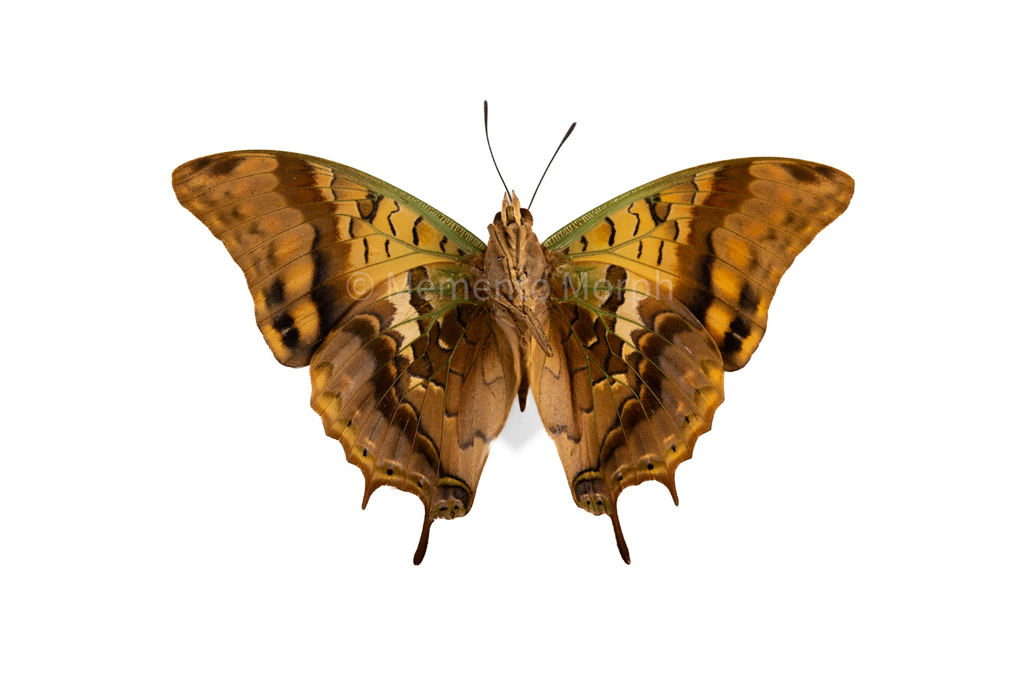 Charaxes Candiope (Folded Wings)