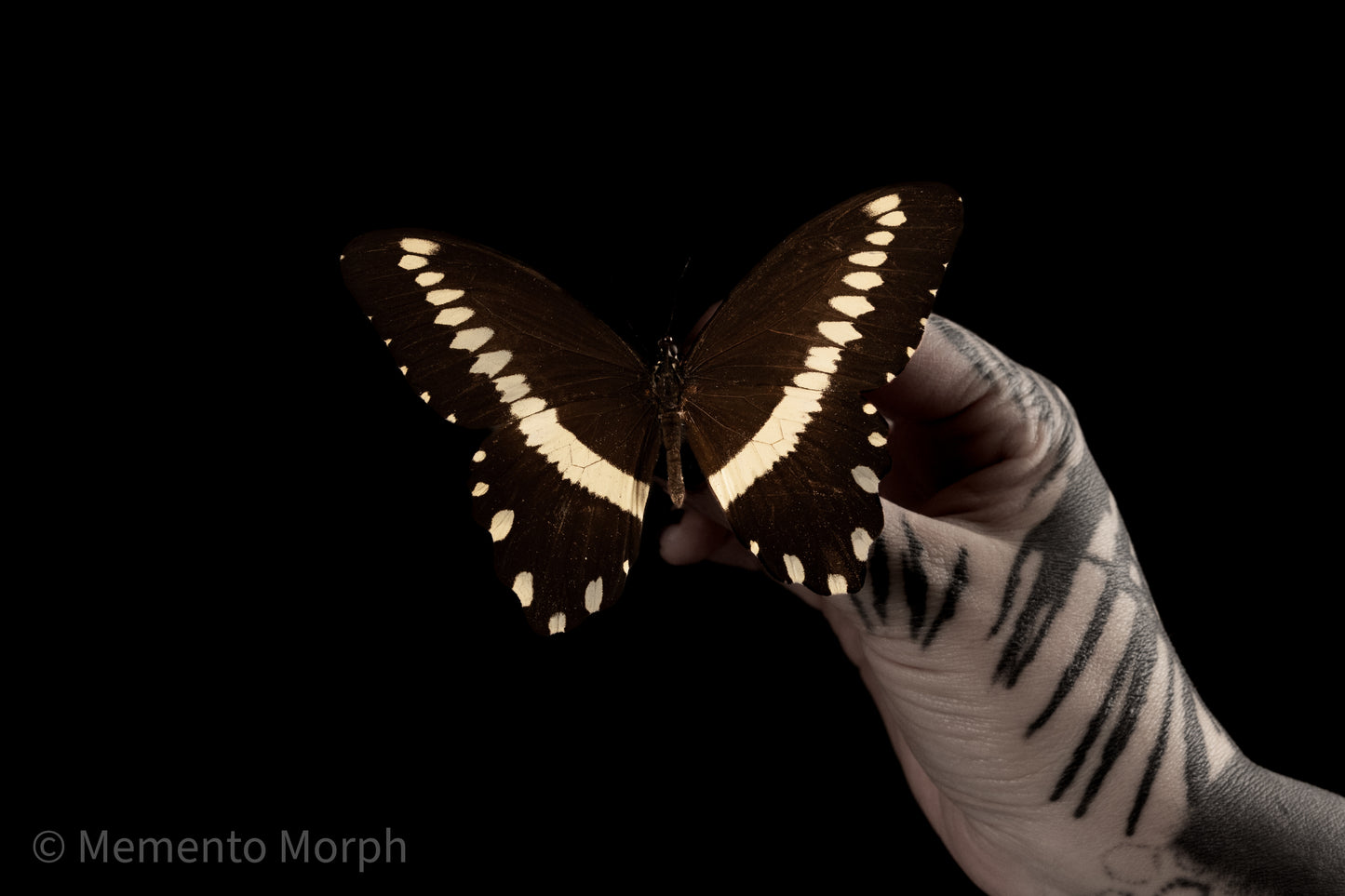 Papilio Gallienus (Folded Wings)